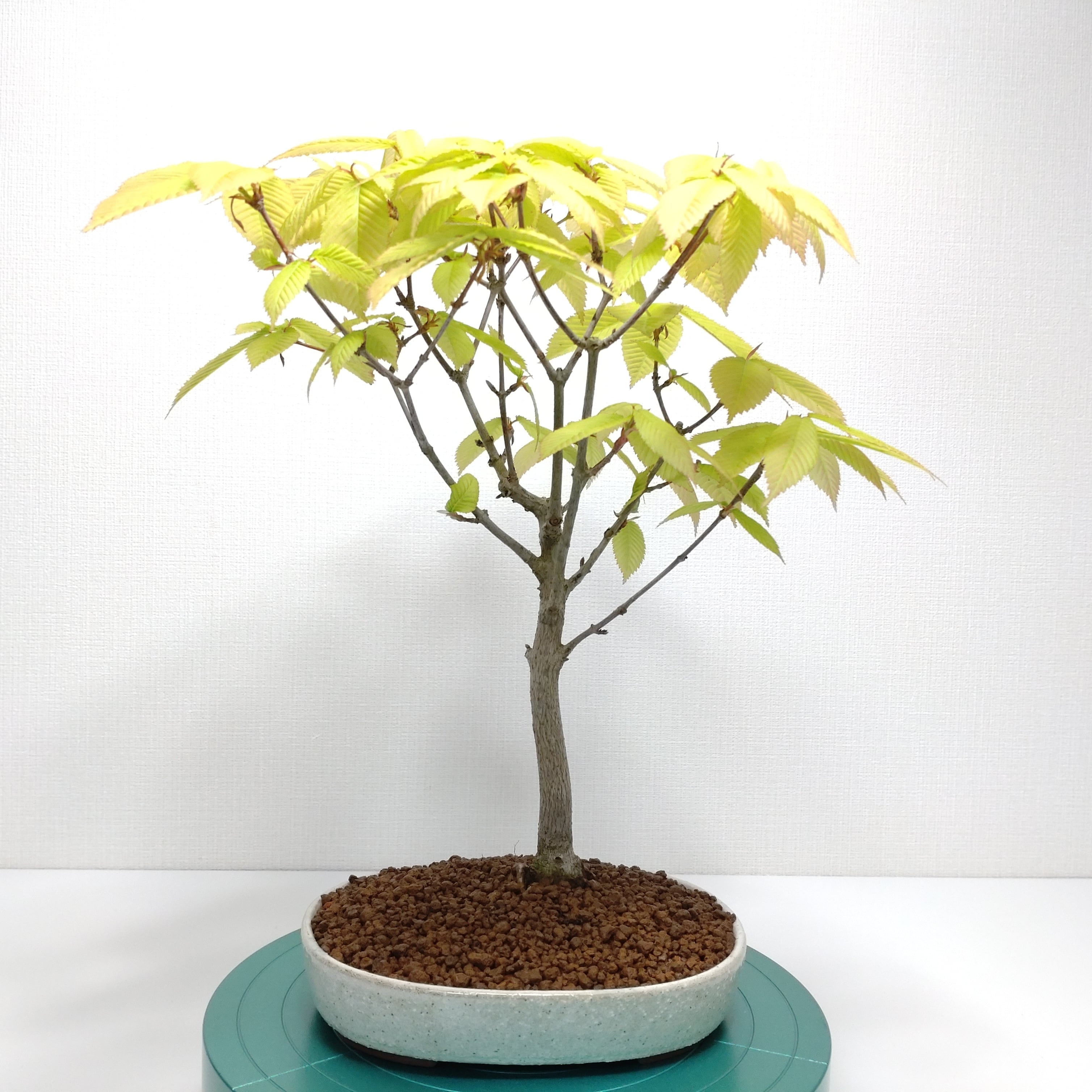 唐楓(トウカエデ)盆栽 SS009 山柴楓（ヤマシバカエデ）盆栽 S009 唐楓  