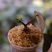 アンスリウム ドラヤキ × レッドクリスタリナム / Anthurium Dorayaki × Red Crystallinum④ / 観葉植物<育て方・花言葉>