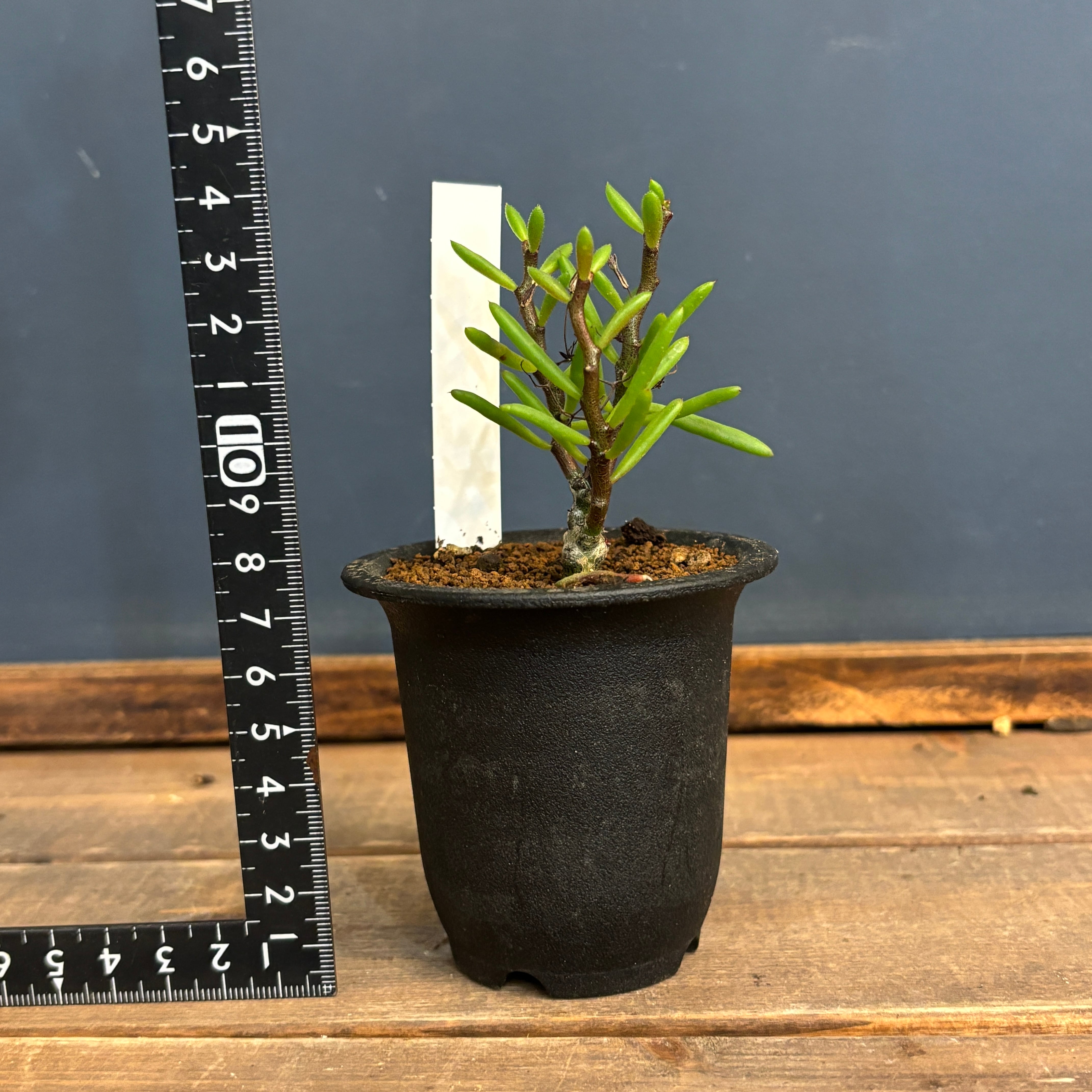 チレコドン ニグリカウリス【794】 | PROTOLEAF プロトリーフ