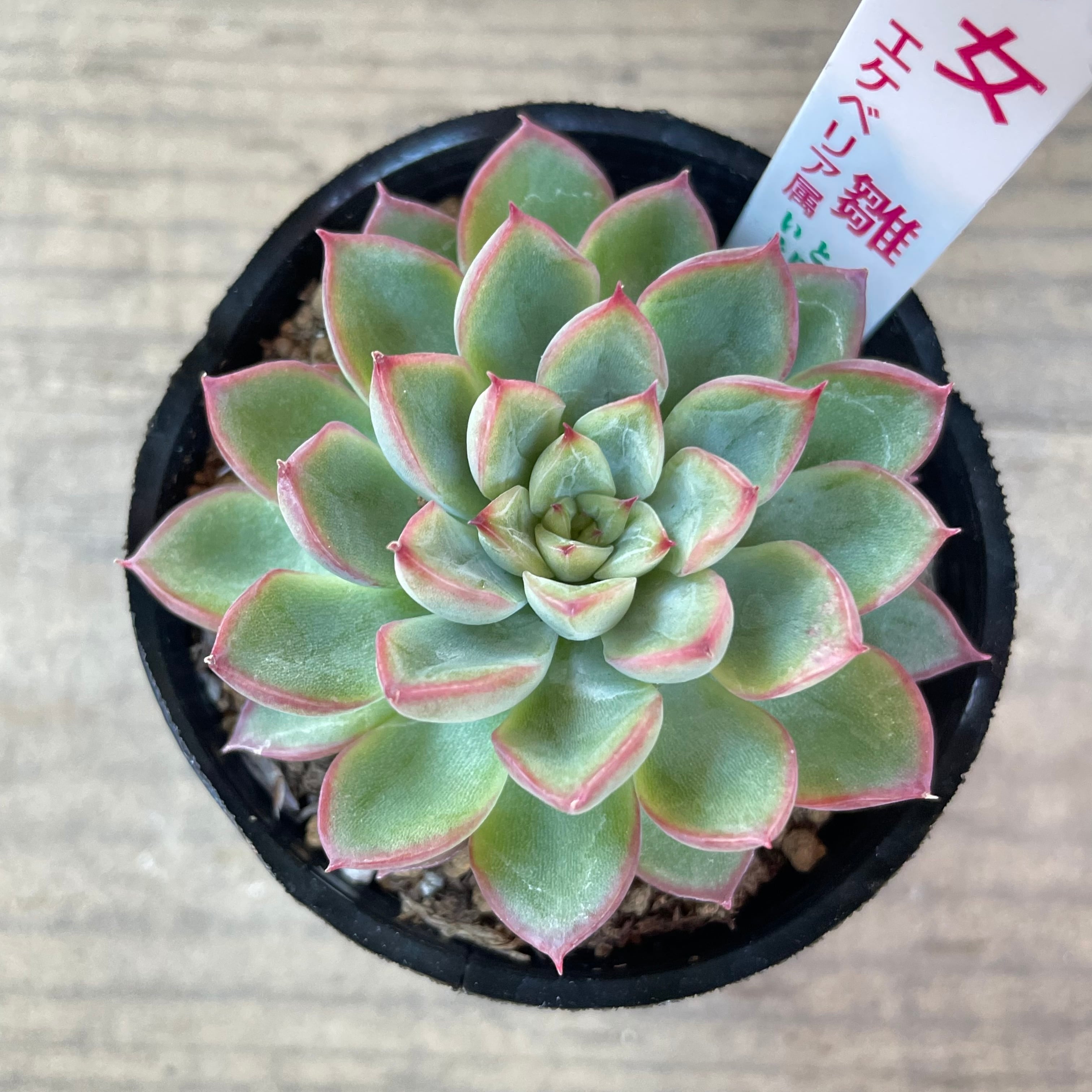直販正本 - 多肉植物モーリスほか20点 - 定番のブランド:6939円
