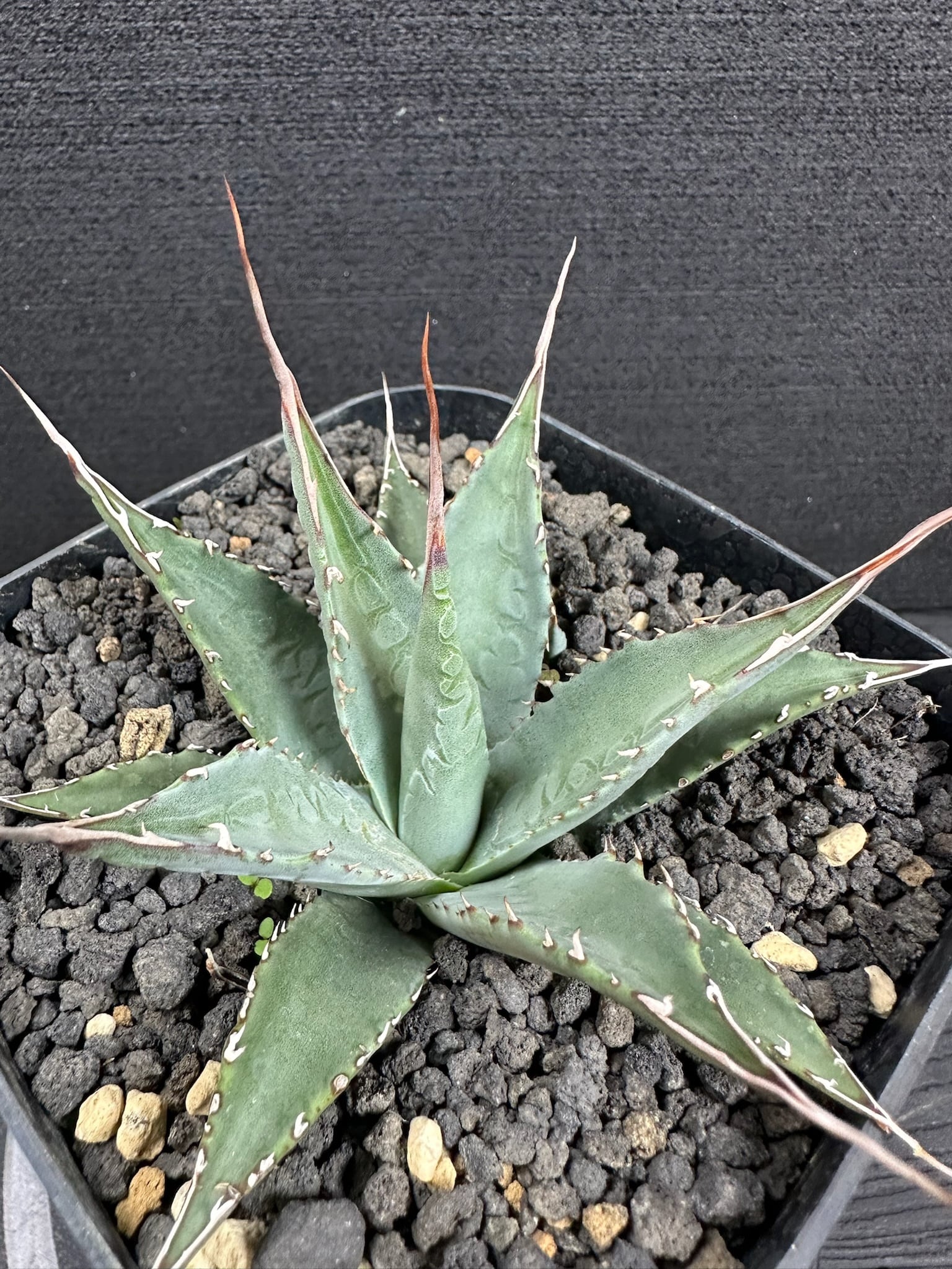 ハイブリッド | T Plants Labo