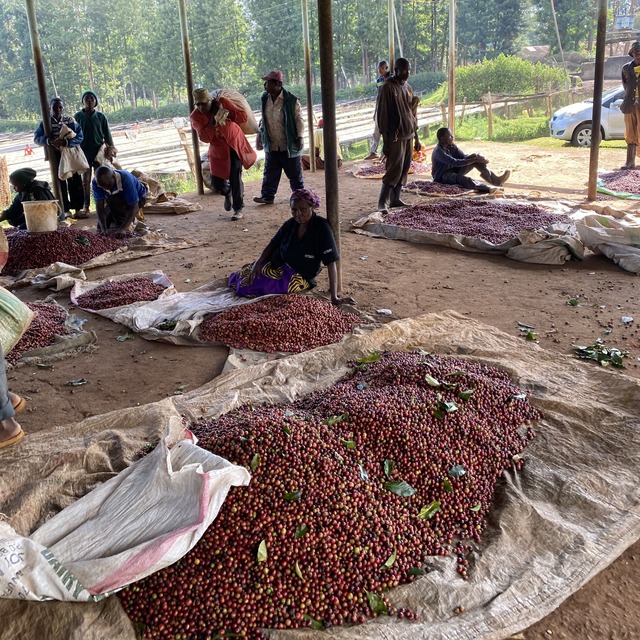 ケニア エンデベス ナチュラル 150g スペシャルティコーヒー｜浅煎り〜中深煎り｜フルーティー & ジューシー｜ハンドドリップに最適