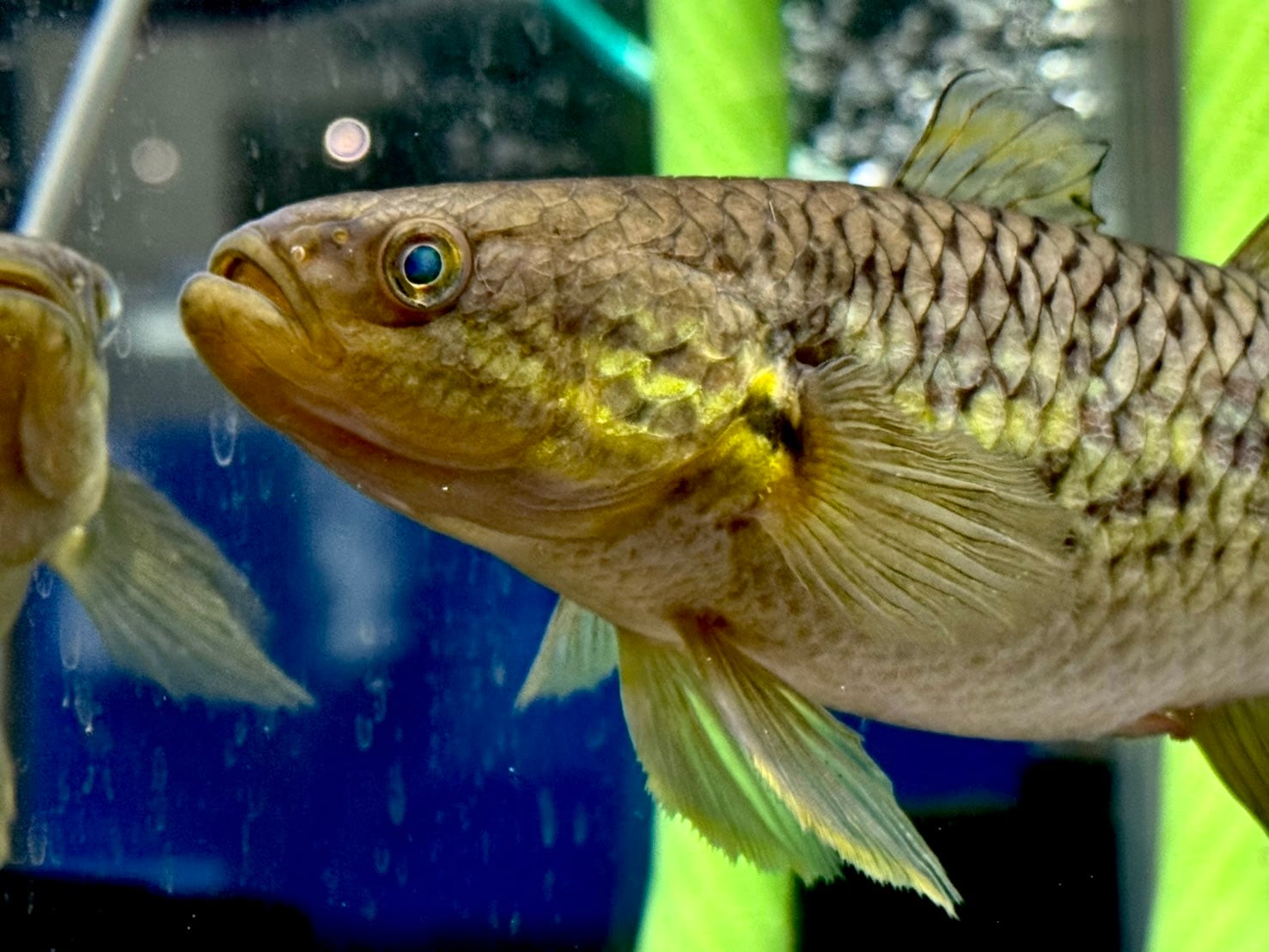 インドネシア産スネークヘッドガジョン 18〜20cm | AQUASTYLEG
