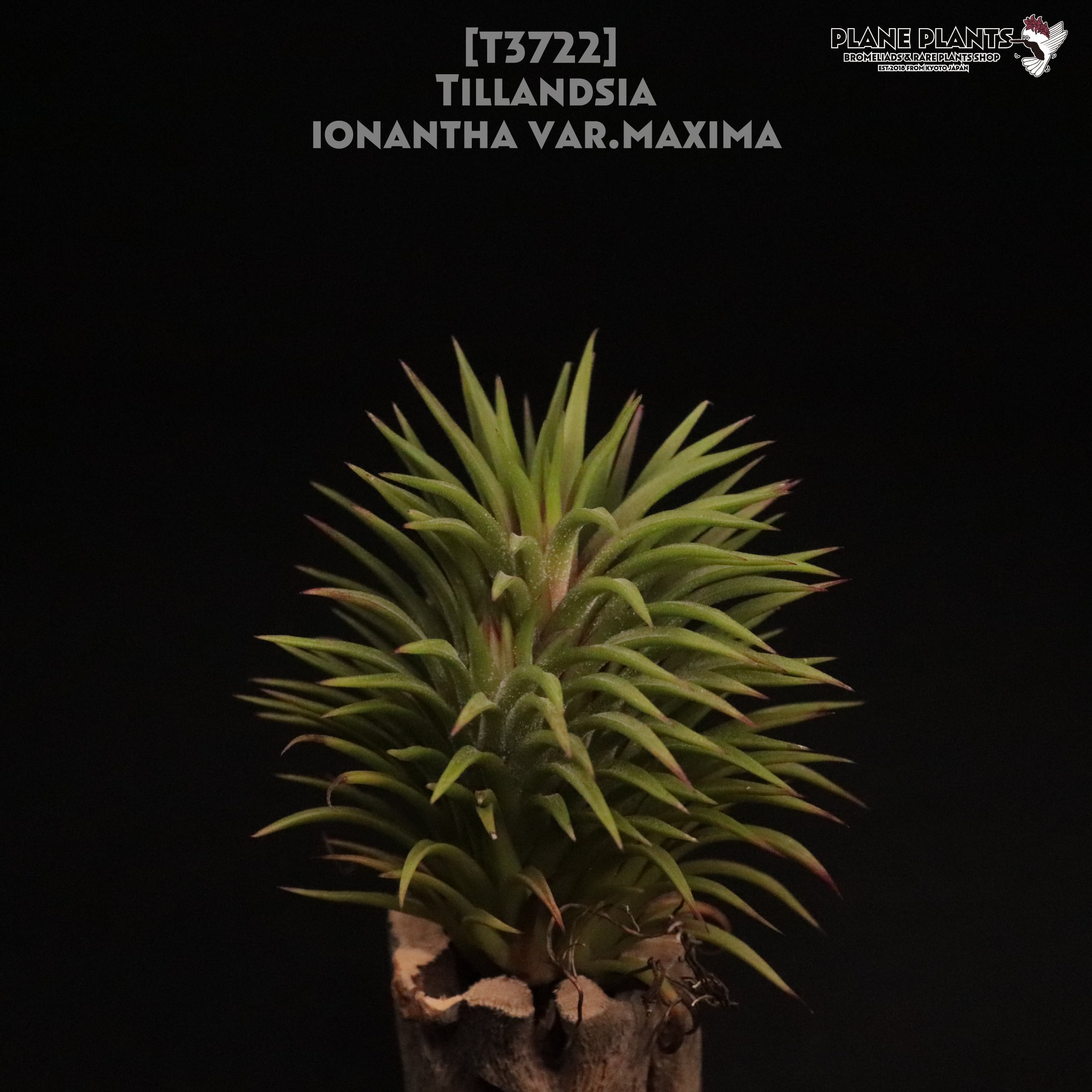 【送料無料】ionantha var. maxima〔エアプランツ〕現品発送T3722