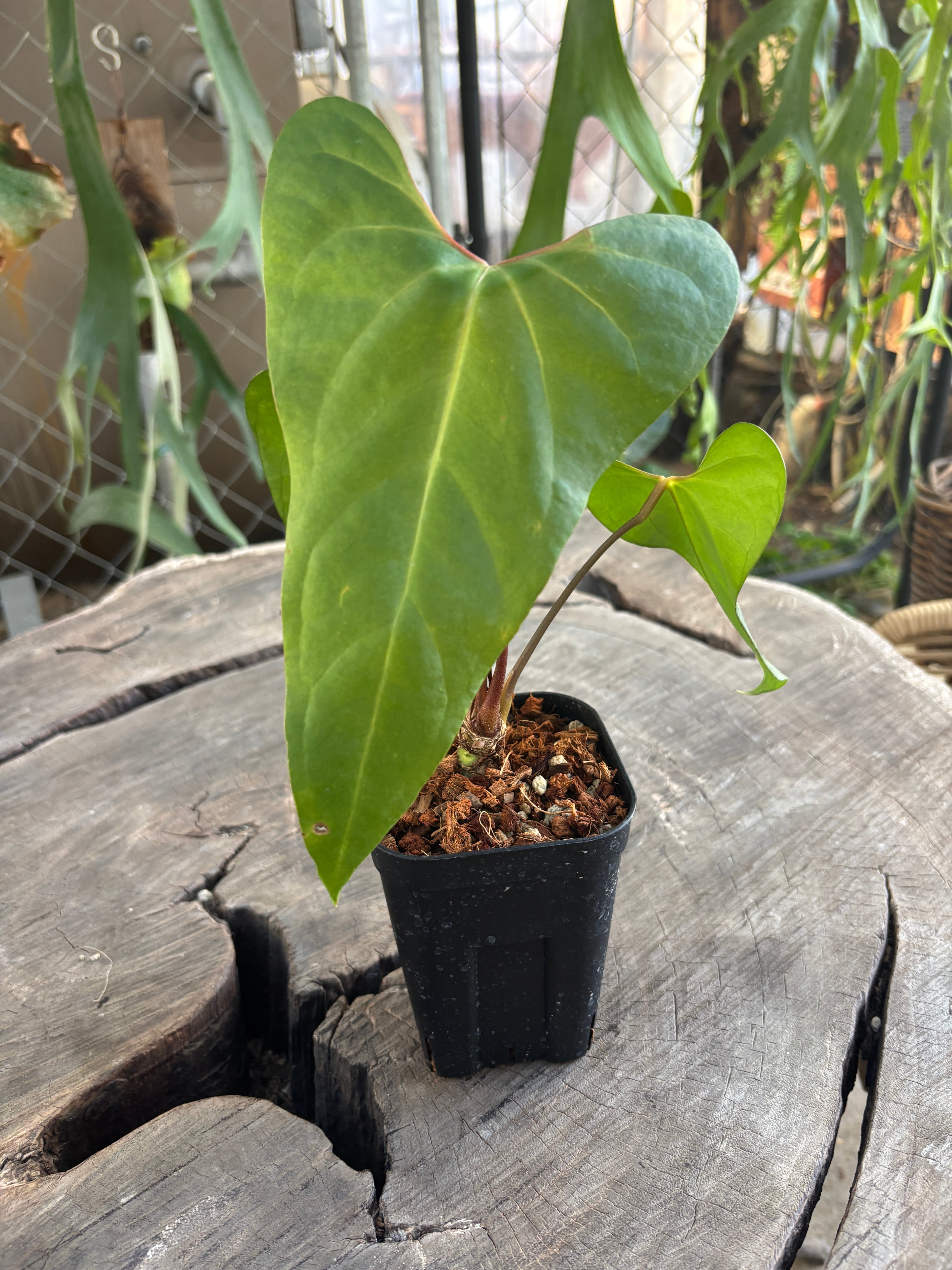 Anthurium | BA PLants