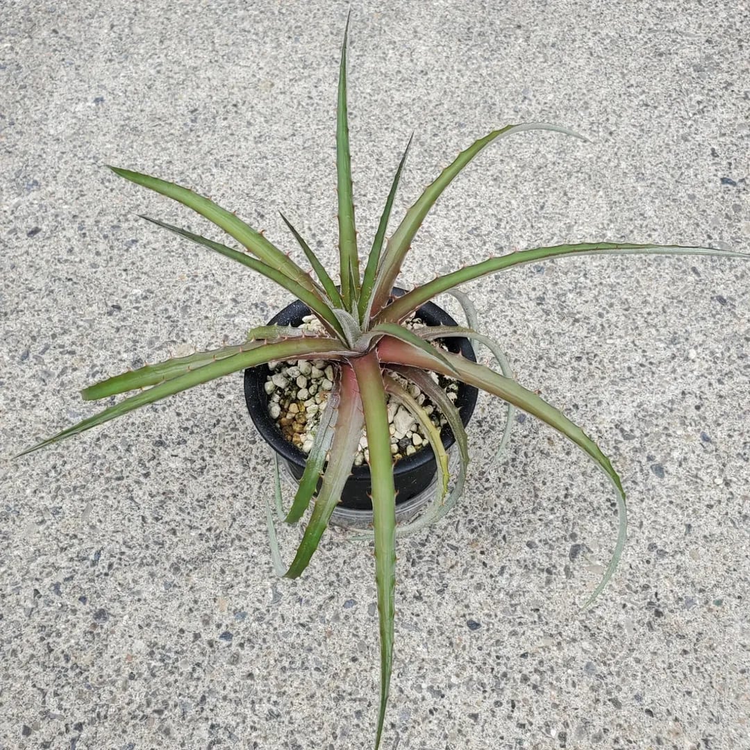 抜き苗✨レア♥️蜜桃プリン✕Prodidity✨ 多肉植物