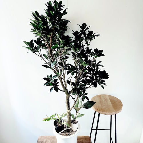 《希少》ガジュマル ベビーリーフ おまけ付き 観葉植物 calm cafe