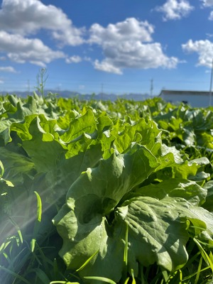 【月1回の定期便】朝採れ野菜セット