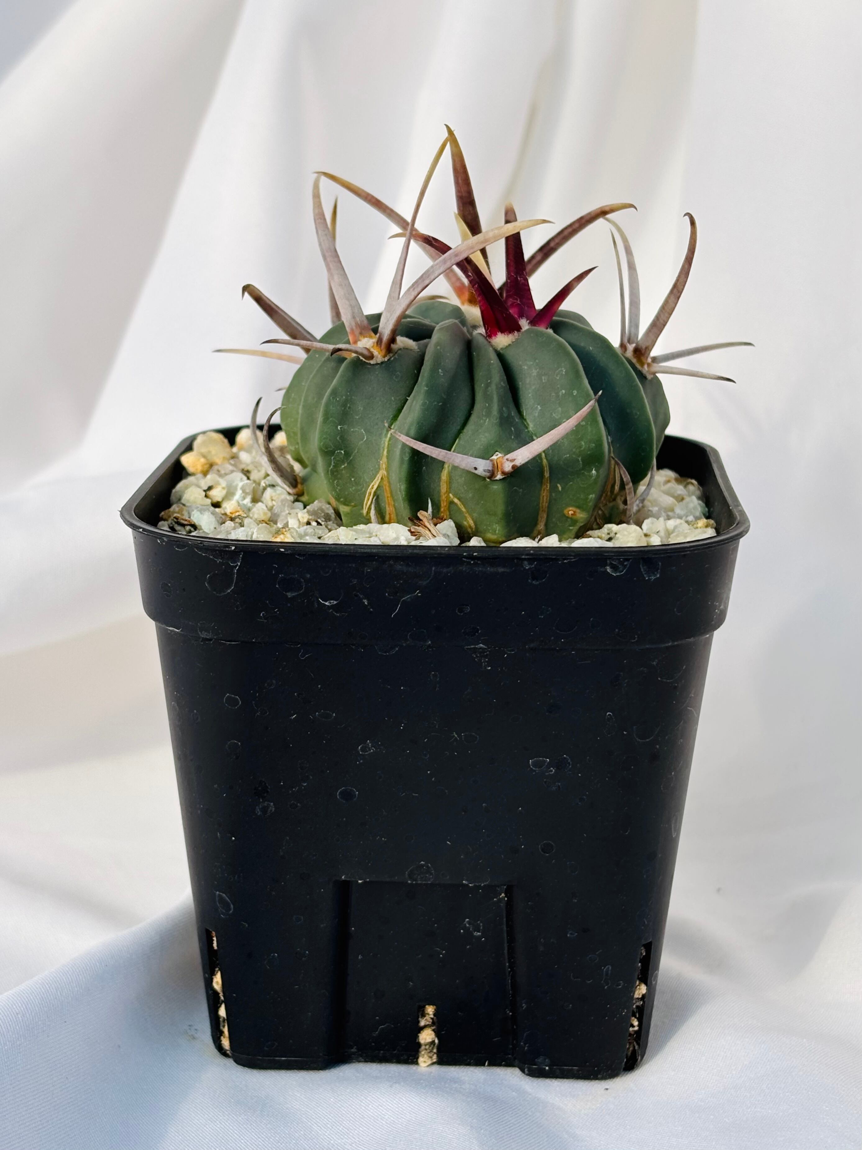 Echinofossulocactus coptonogonus エキノフォスロカクタス 竜剣丸