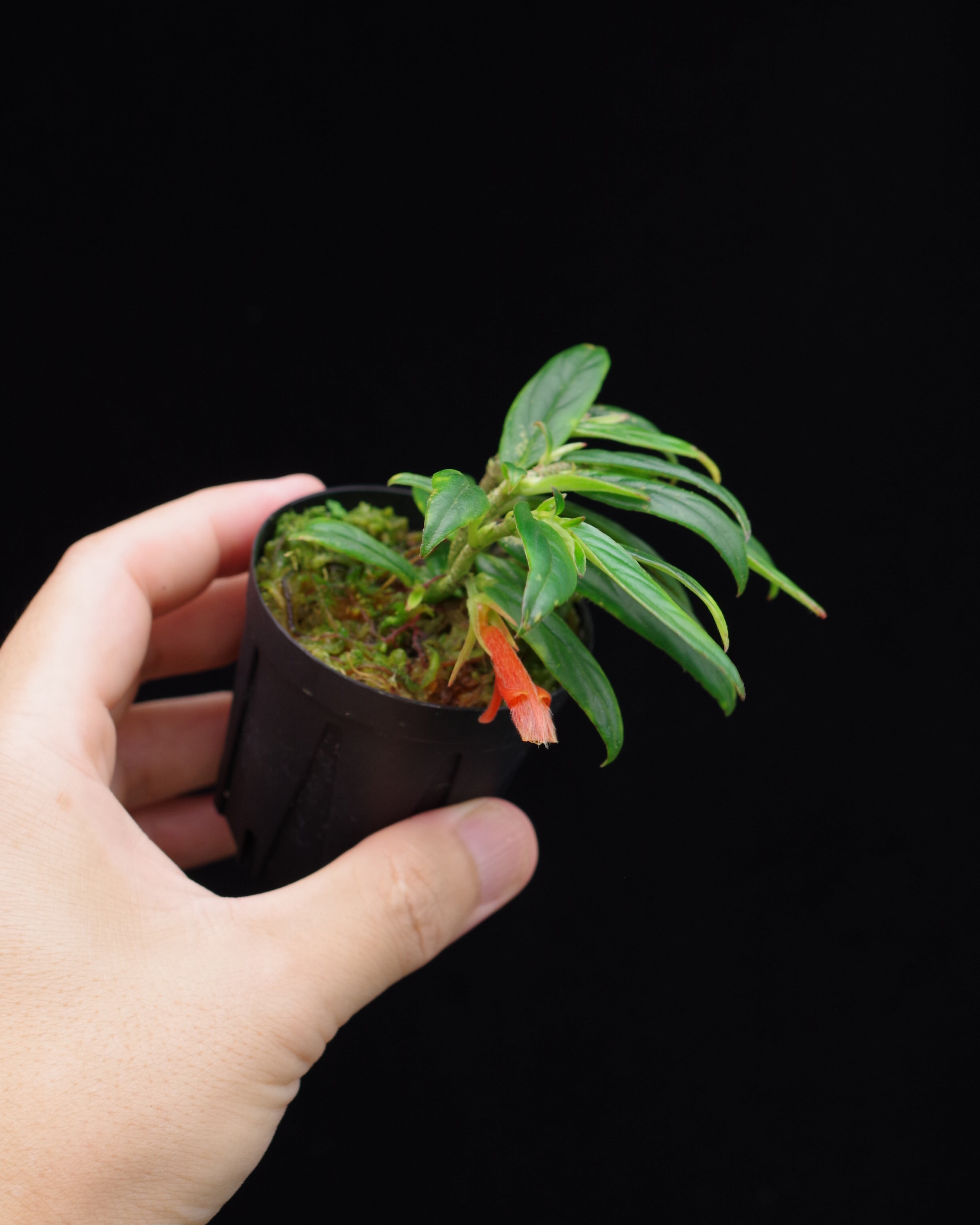 Myrmecodia tuberosa “papuana” 着生仕立て | 伊藤蟻植物農園