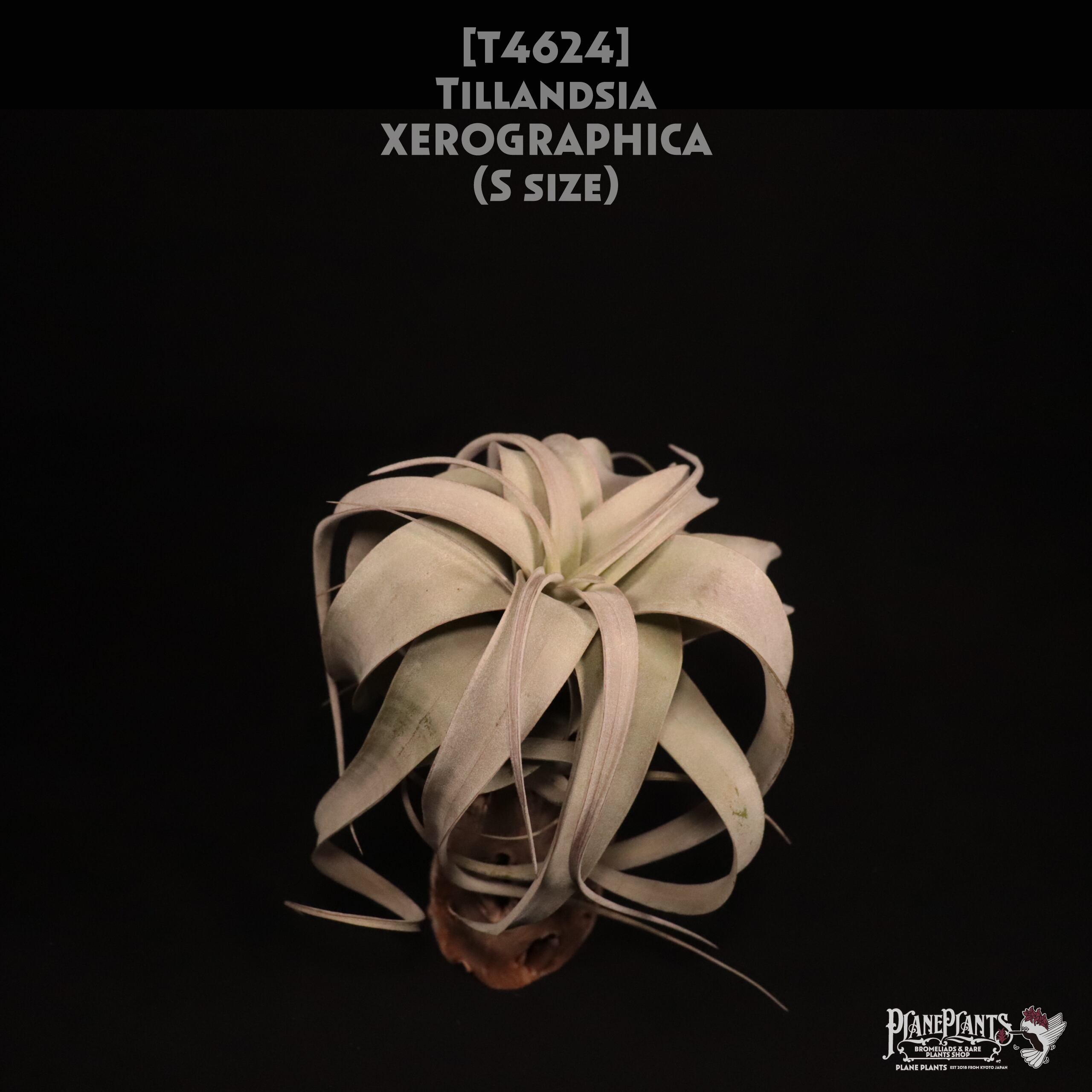 【送料無料】xerographica S〔エアプランツ〕現品発送T4624