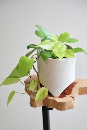 【S】フィロデンドロン オキシカルジウム ライム/Philodendron  ※陶器鉢付き
