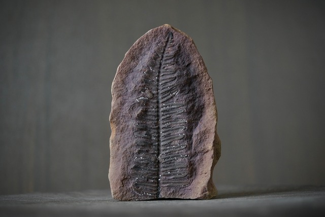 Pecopteris sp. シダ種子類化石 特大 1019