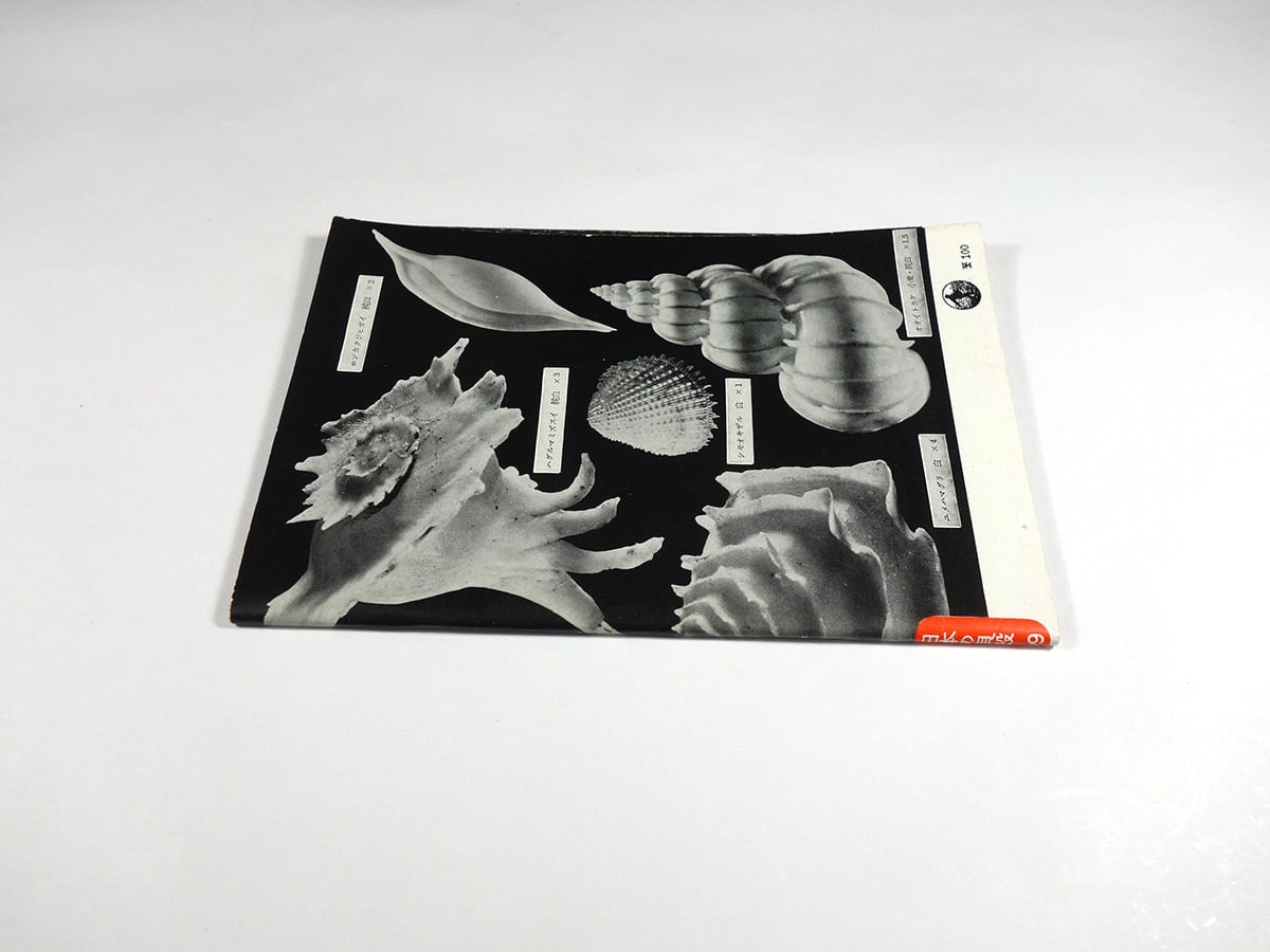 日本の貝殻（黒田徳米・堀越増興 監修）- 岩波写真文庫99 | bookstore