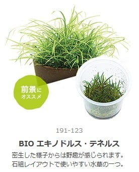 【美品】京セラ CERAPHIC いきもの電球　5000K 23W 水草観葉植物 CERAPHICいきもの電球』6500K | aquarium shop earth