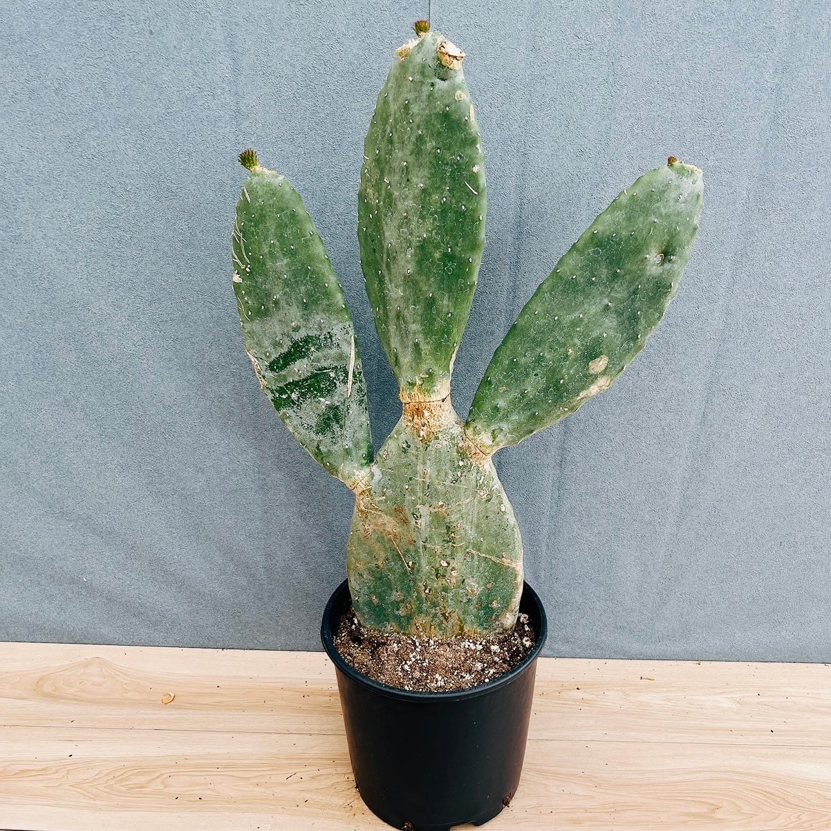 現品］45番 ピラミッドアジサイ 9号 植物 紫陽花 ノリウツギ 落葉低木