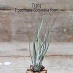 【送料無料】プルイノーサ コロンビア〔エアプランツ〕現品発送T1303