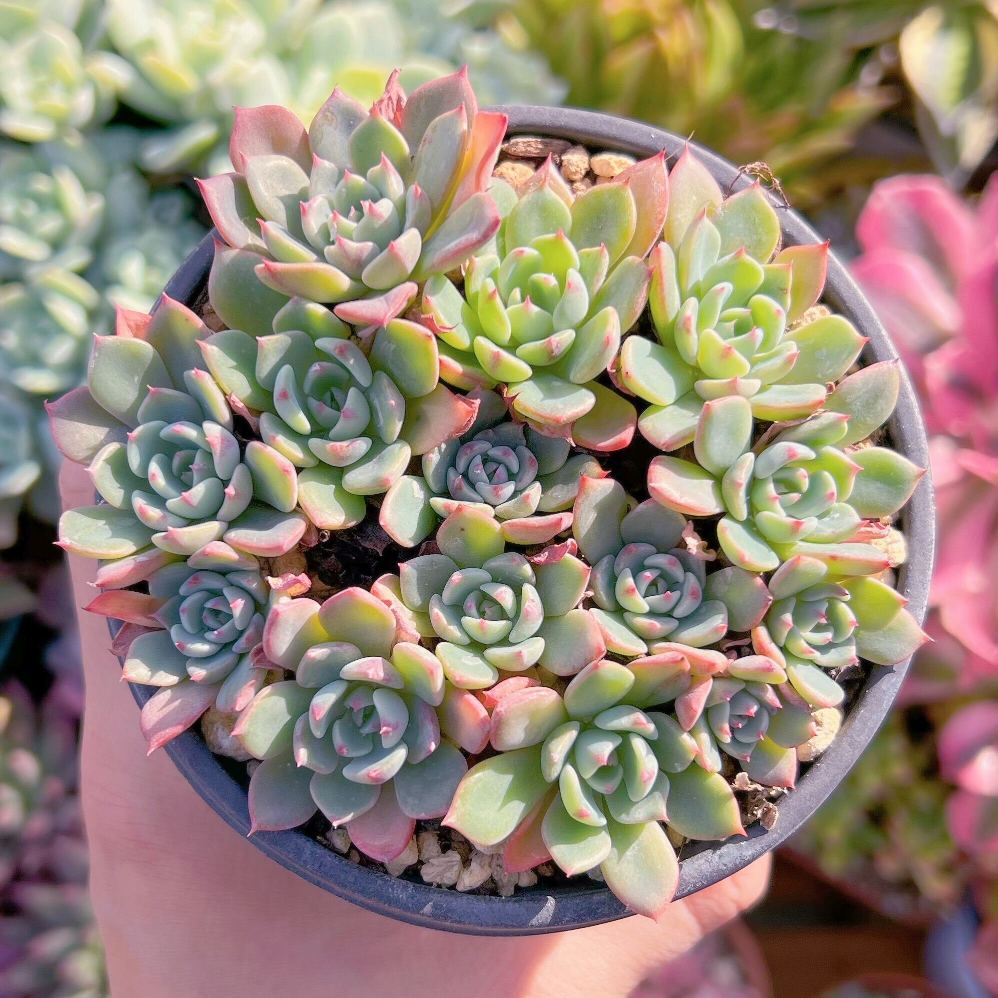 現品　七福美尼#622   古株   るる農園