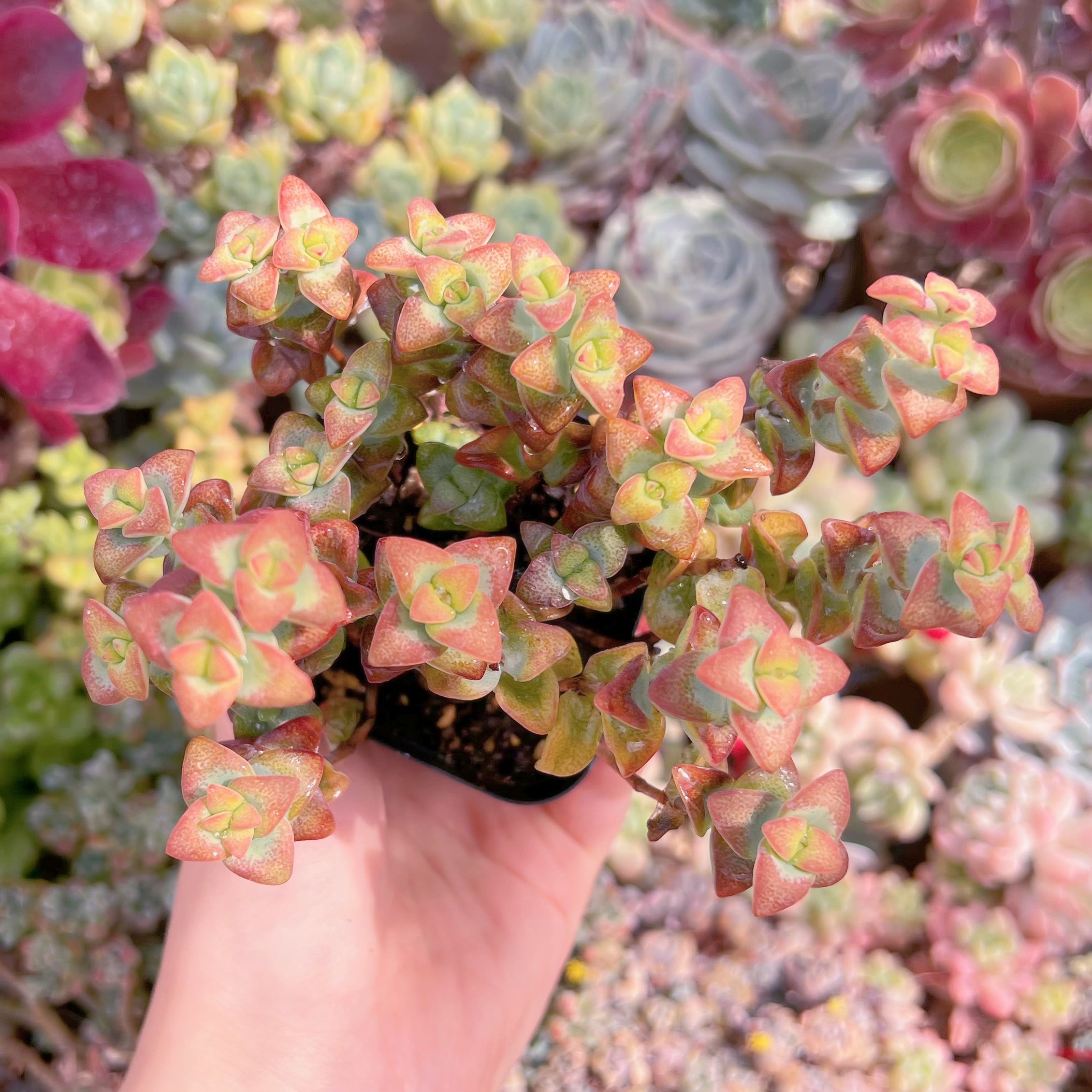 現品　ラブハート#736　るる農園