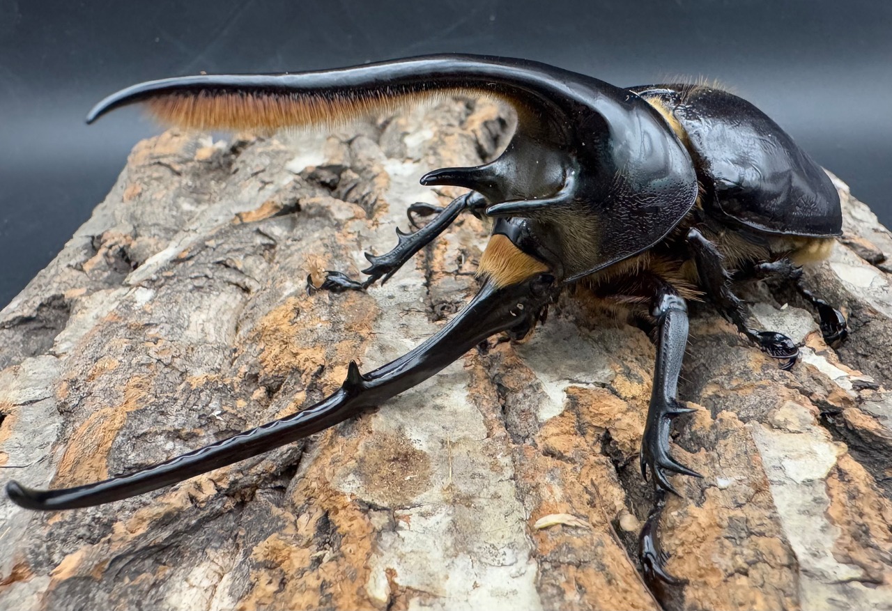 《ネプチューンオオカブト 118mm A'品ペア》