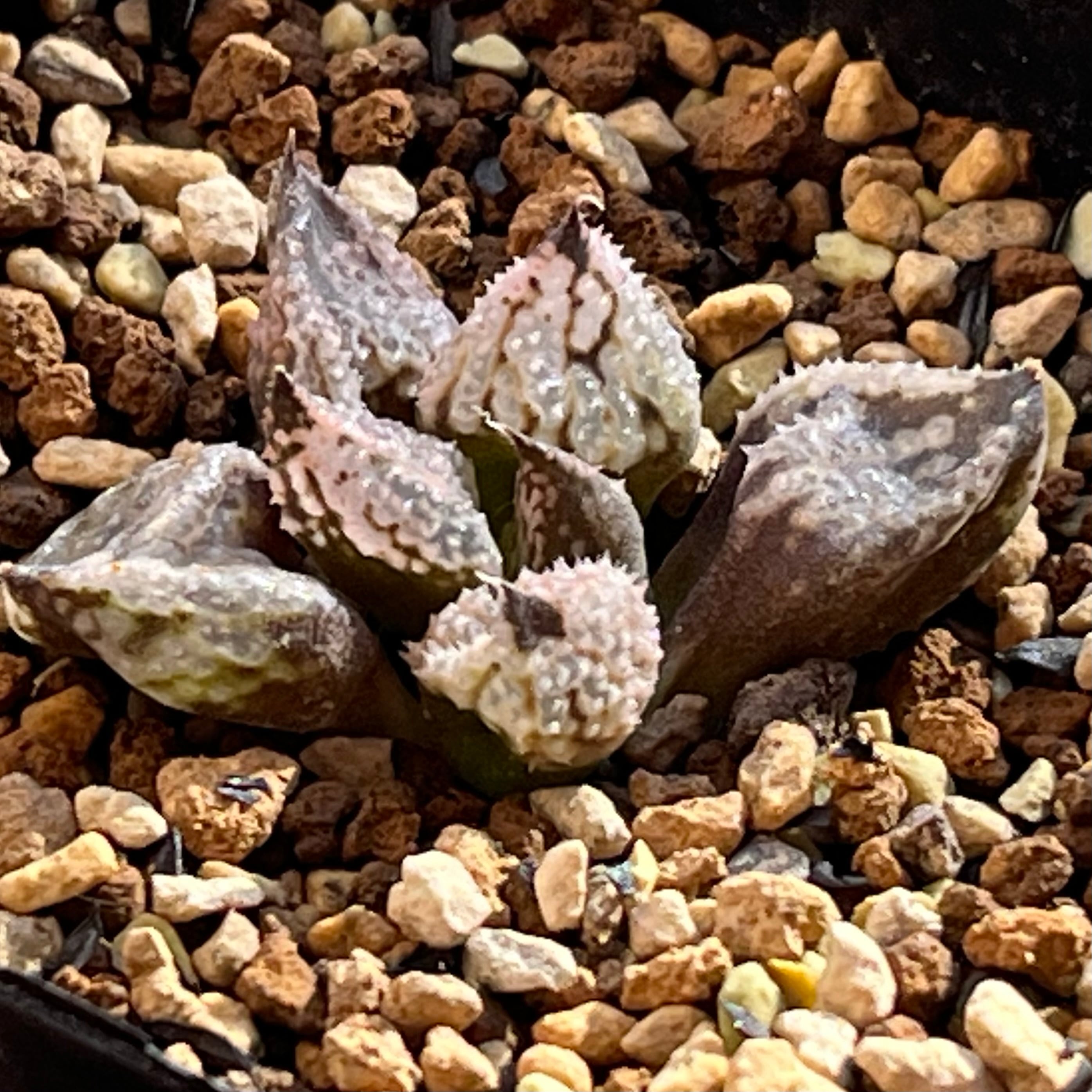 ハオルチア B型コンプトミュータント錦① | mocono_plants