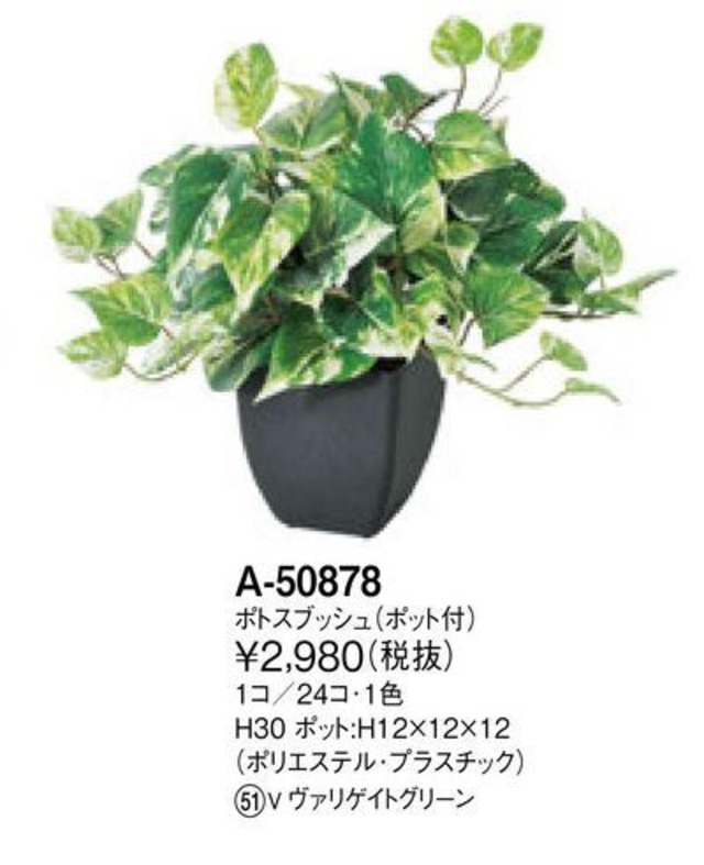 永遠の富の樹 ポトスブッシュ:高さ 30cm