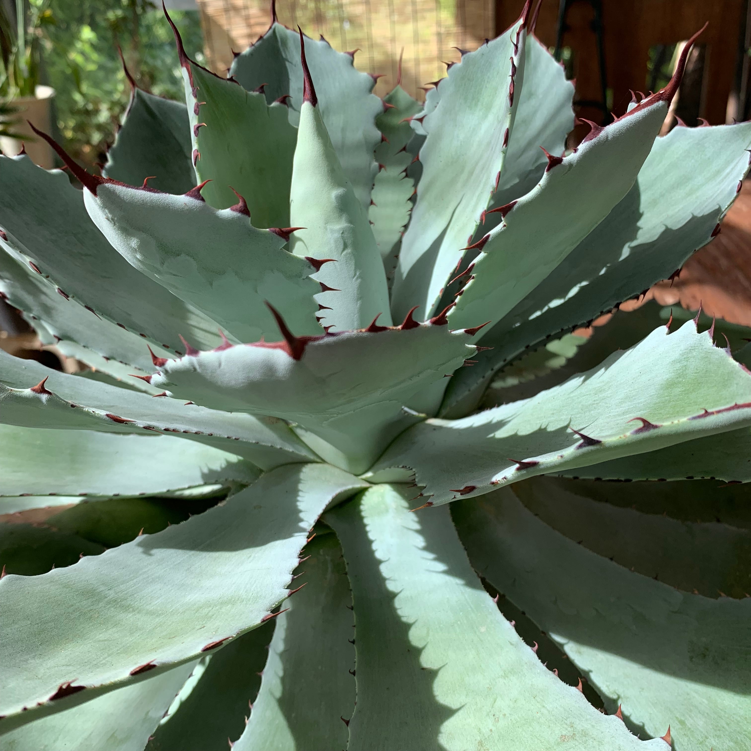 多肉植物 アガベ・吉祥冠（Agave）36 | 京都 おむろ YUUKIESGARDEN