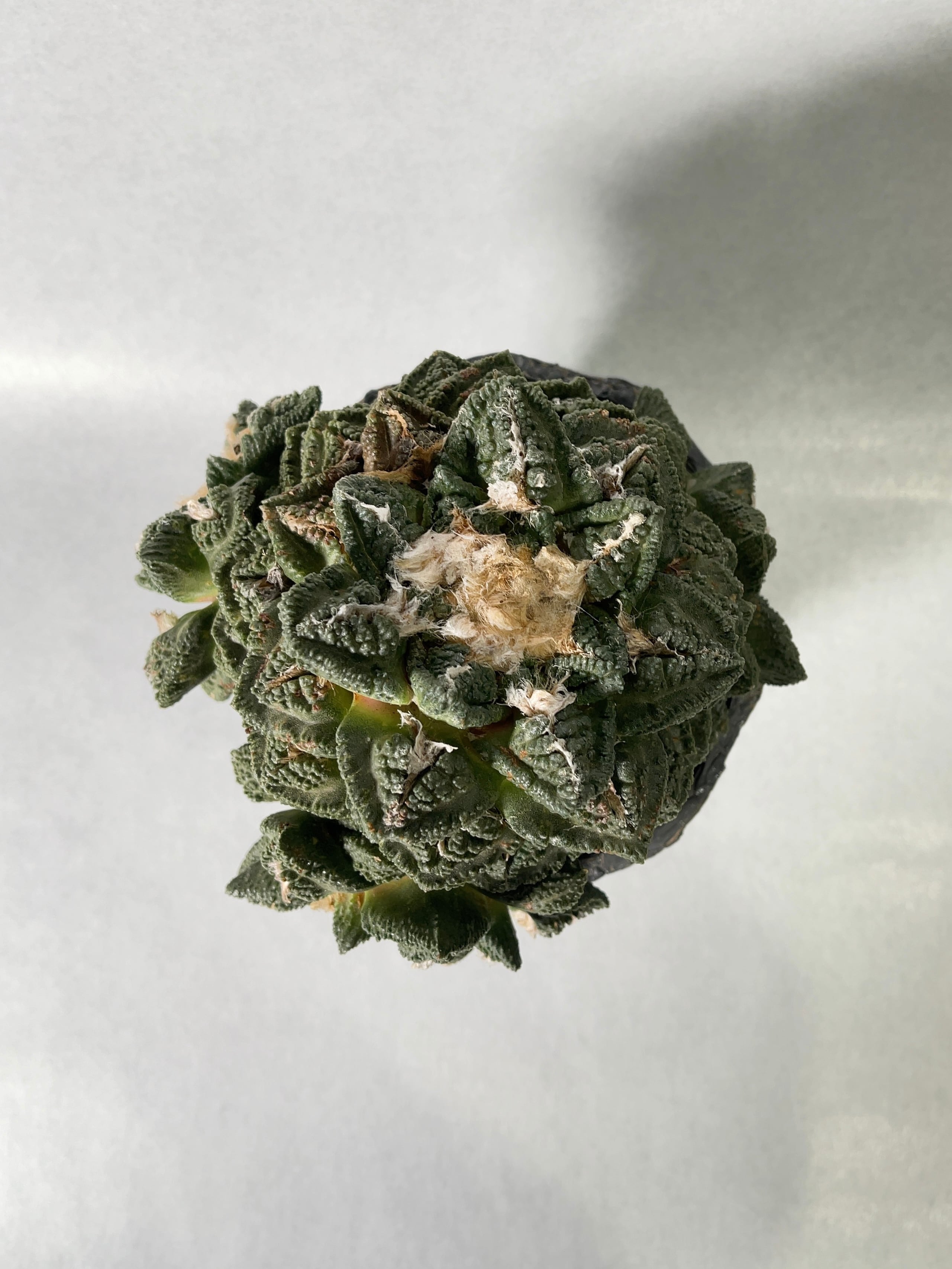 亀甲牡丹　台付き　超大株　アリオカルプス アリオカルプス・亀甲牡丹 | trigger