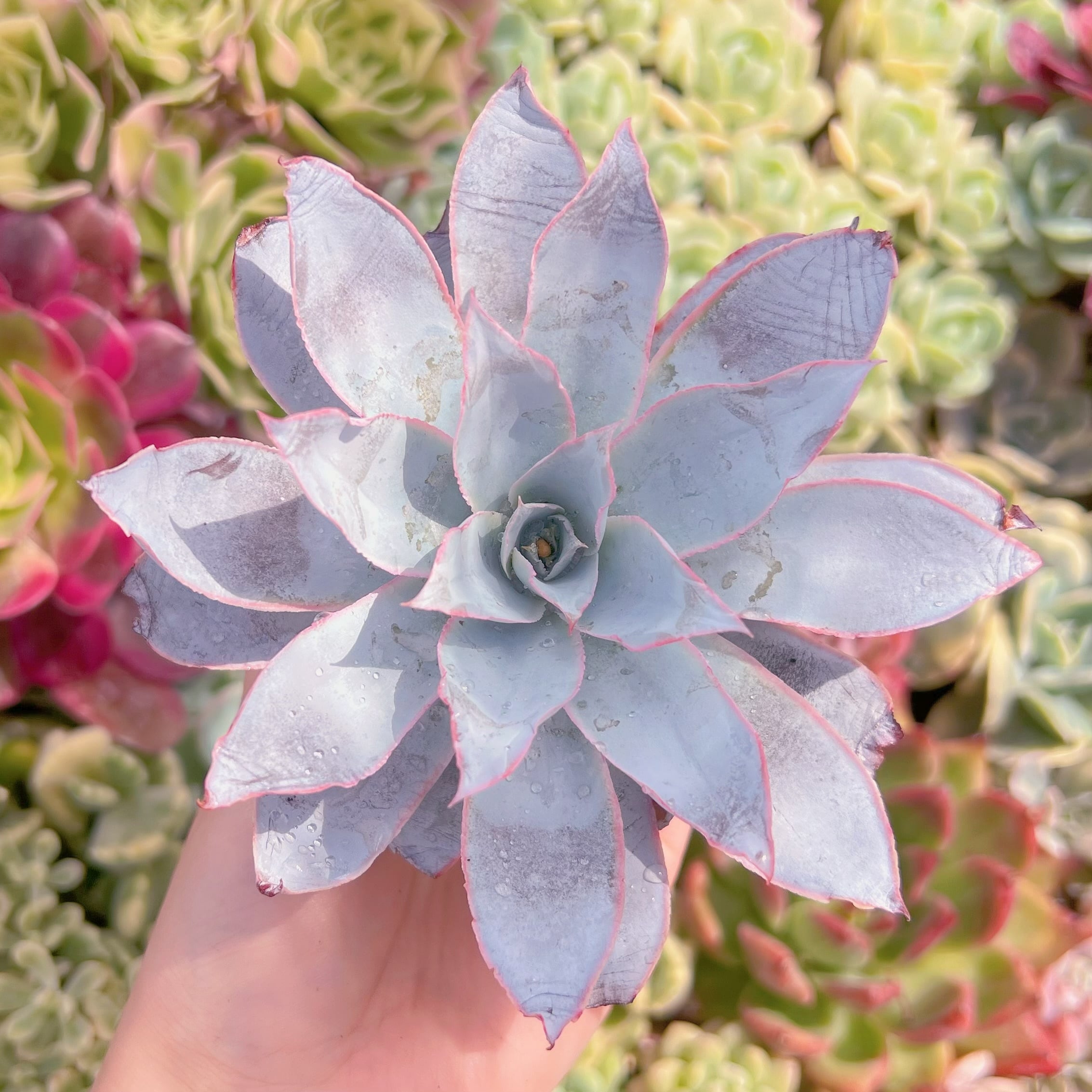 現品　カンテ#778　るる農園