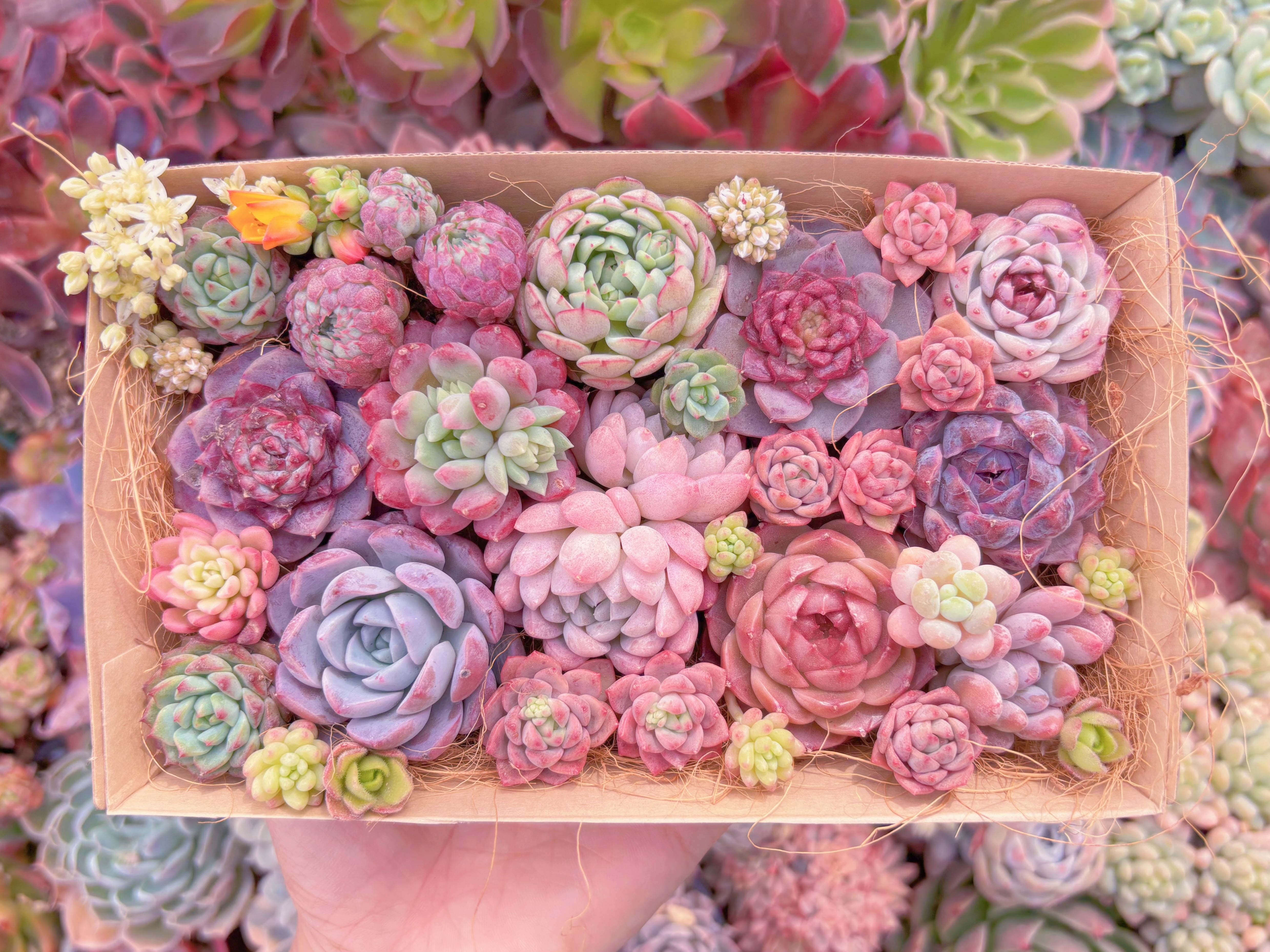 現品　寄せ植えセット#2030　12cmx20cm　るる農園