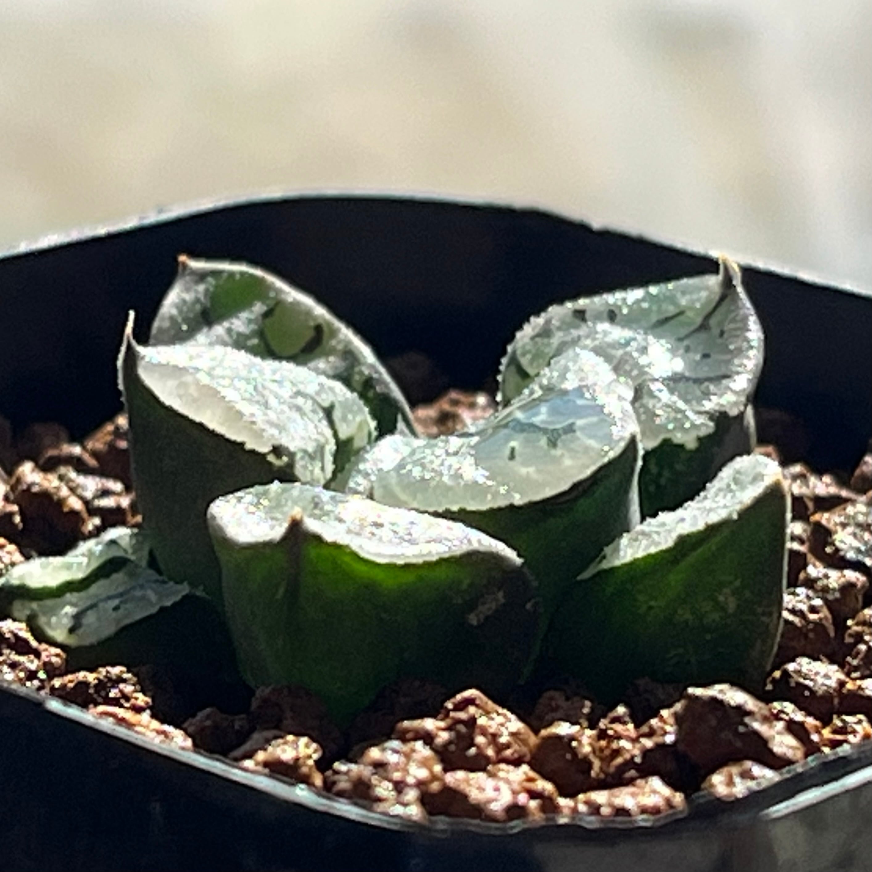 カンターロープアイランド　多肉植物　ハオルチア ハオルチア カンタロープアイランド | mocono_plants