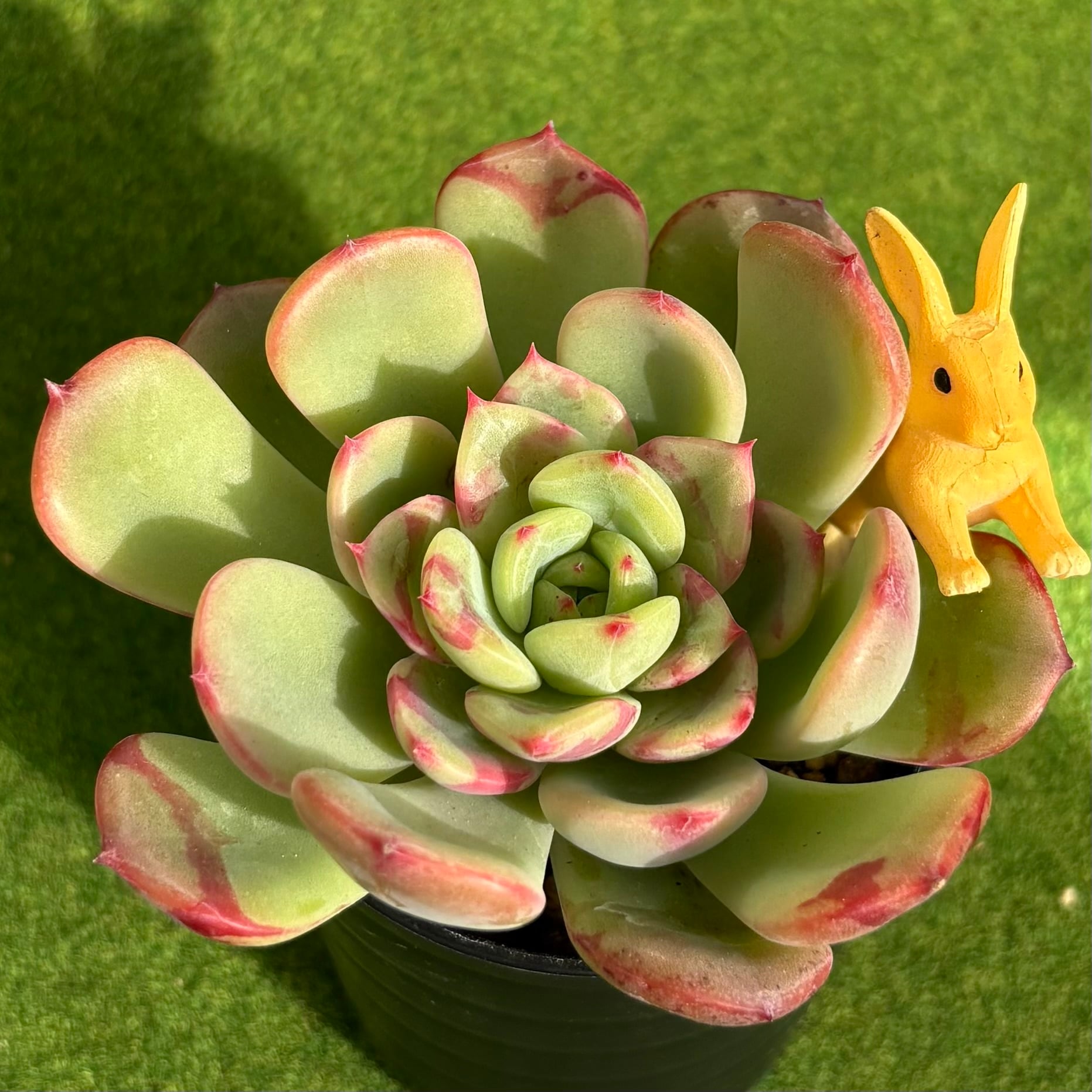 リリーパッド | 多肉植物 豆彦商店