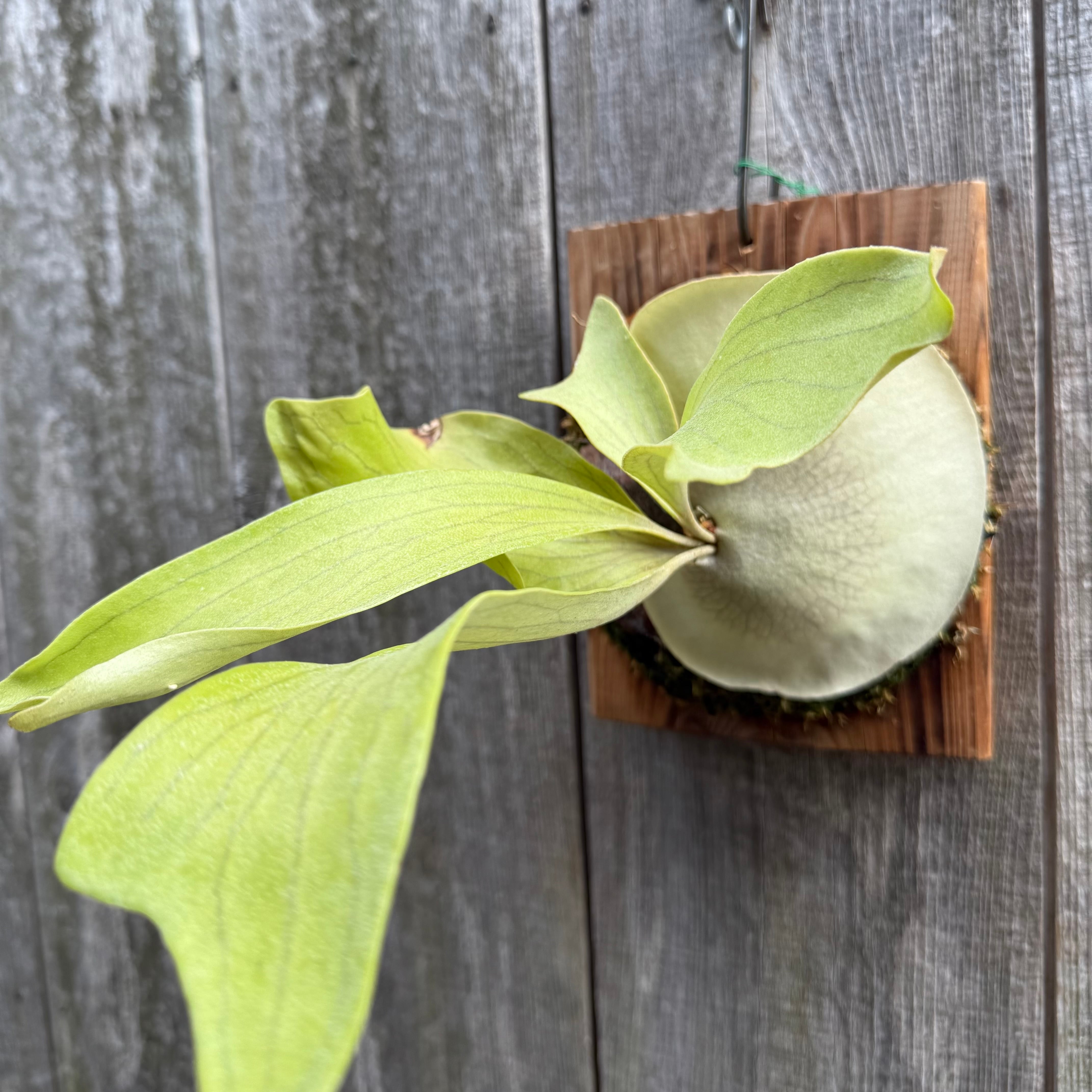 P.hillii Kylin (from Yot) | naturefix