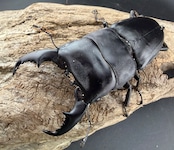 【WD】《マリンドッケヒラタ マリンディグ産 81.5mm ペア》