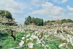 谷口清春さんのシャキうま梨