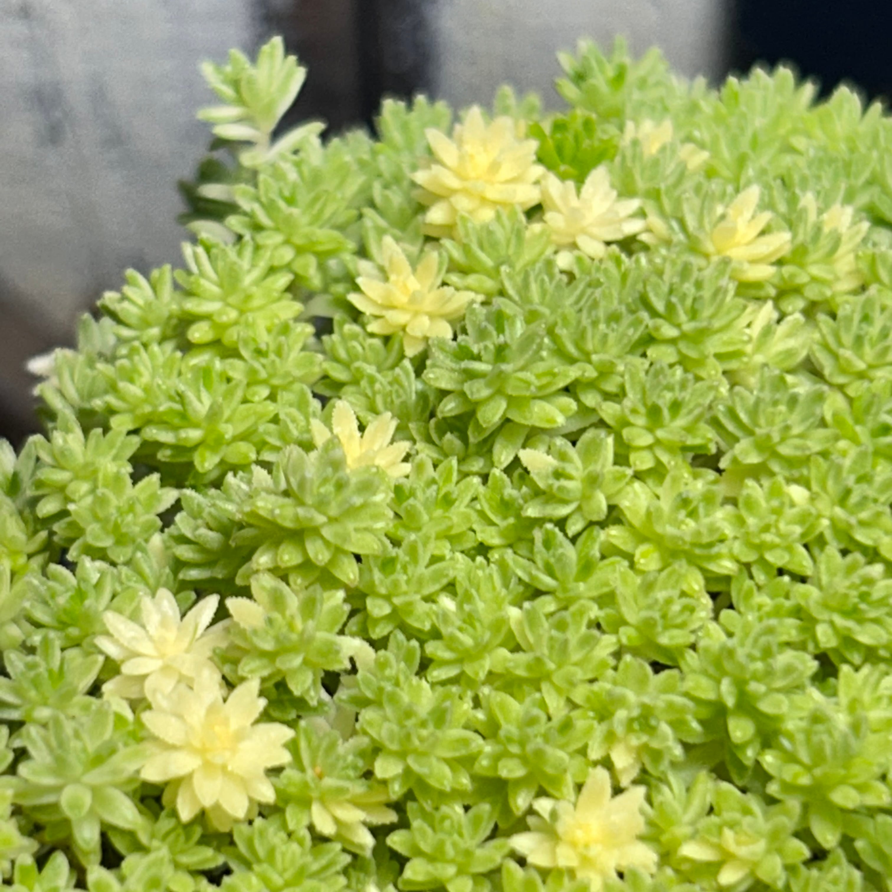 カナリア錦(アエオニウム) | RuPo 多肉植物専門店