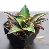 抜き苗 チタノタ レッドキャットウィーズル Agave titanota 'Red Catweazle'