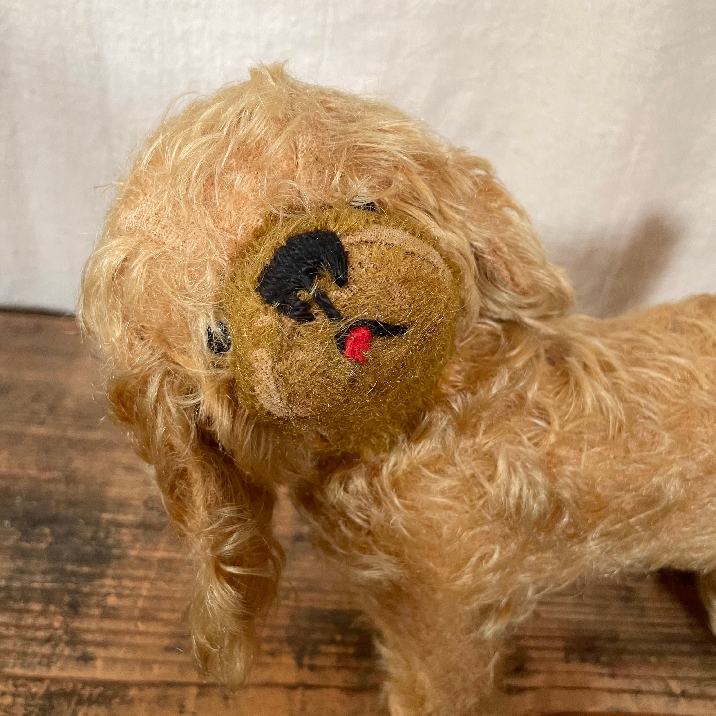 シャイで甘えん坊な犬