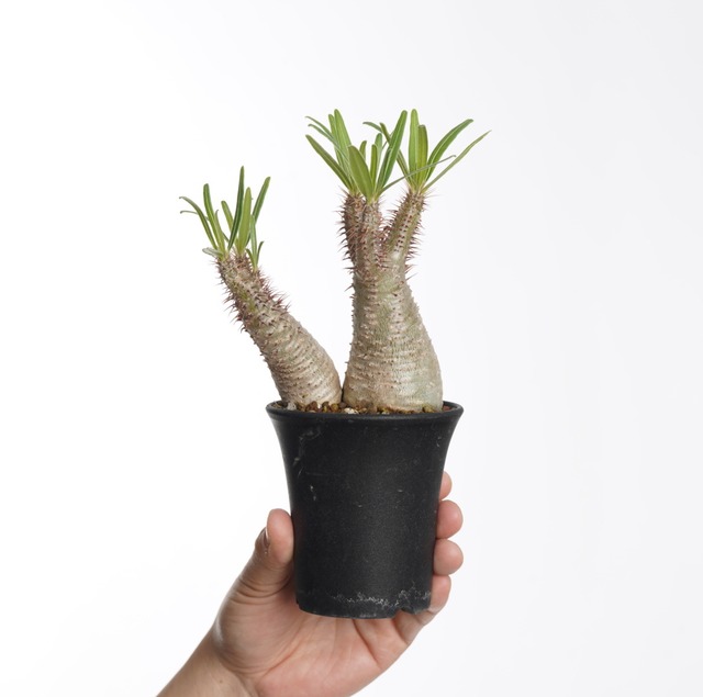 パキポディウム グラキリス no.4〈発根済み〉