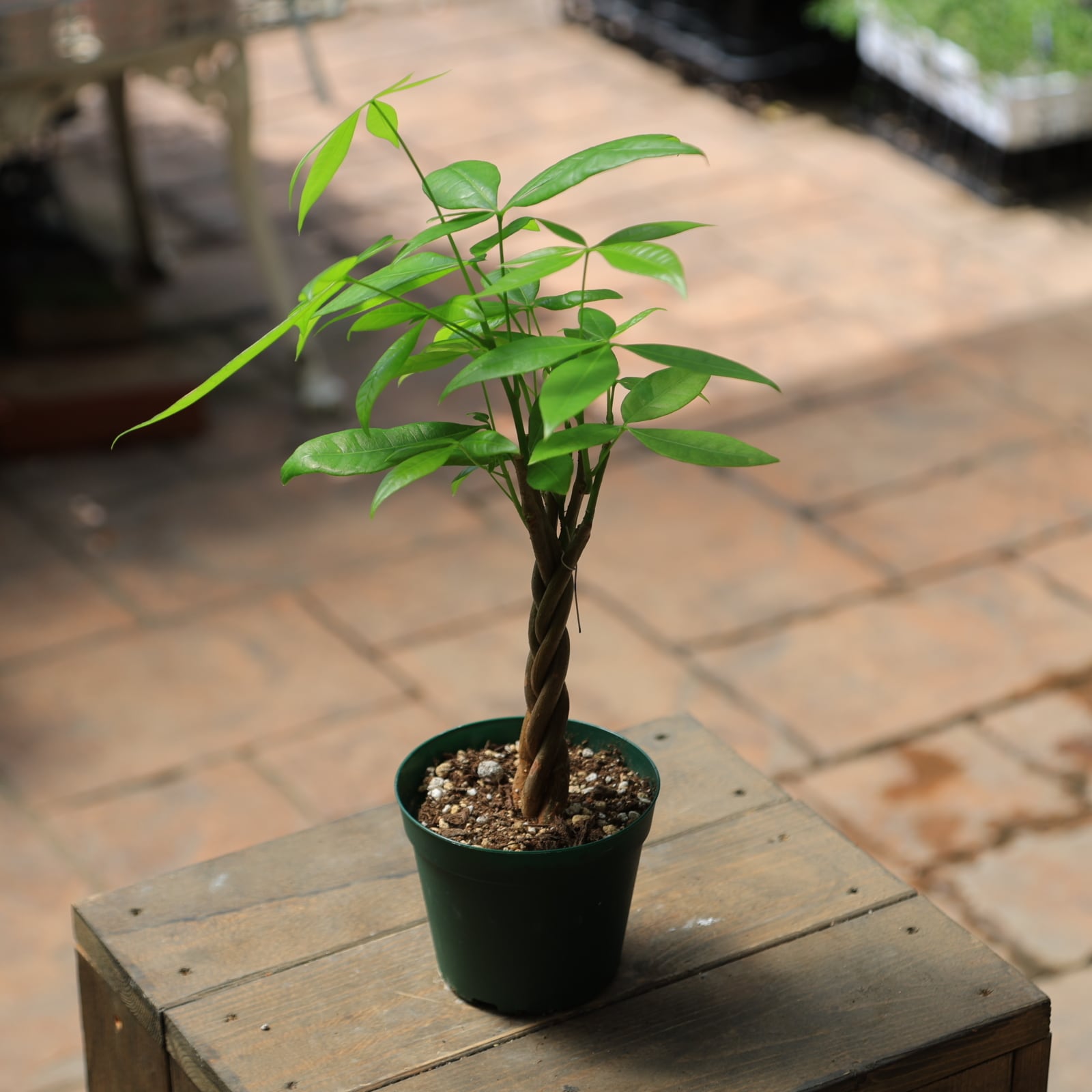 パキラ 編み○初心者の方でも育てやすい観葉植物○3.5号○観葉植物