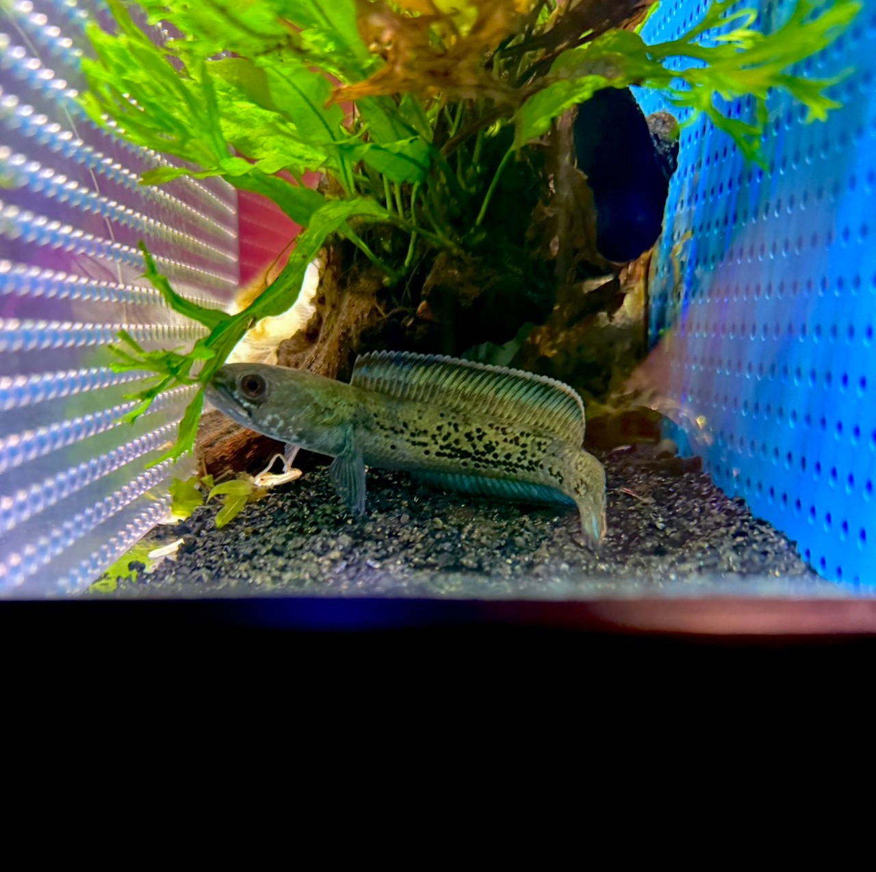 スチュワートスネークヘッド - 3