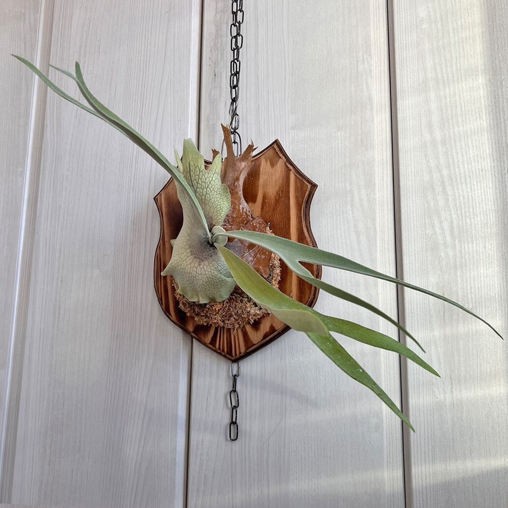 yuu　ビカクシダ ビーチーシルバー　壁掛け用 観葉植物 壁掛けビカクシダ ビーチーシルバー ベイチー 壁掛けビカクシダ