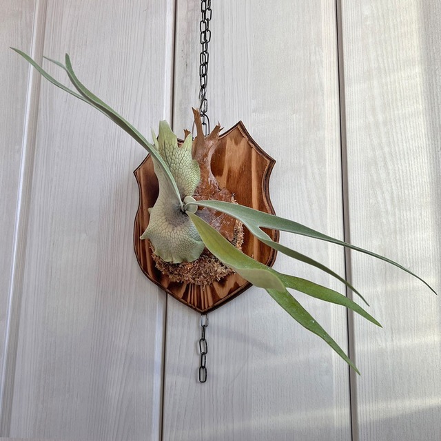 ビカクシダ ベイチー 板付 【観葉植物 壁掛け コウモリラン】