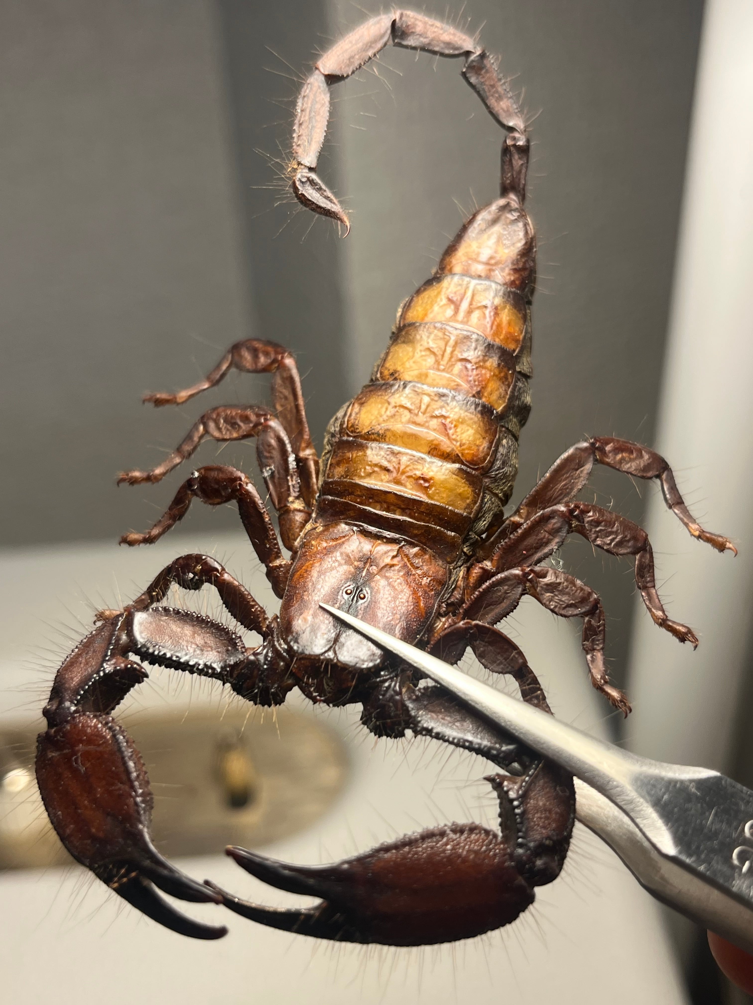 Hadogenes | オモニキチュウ