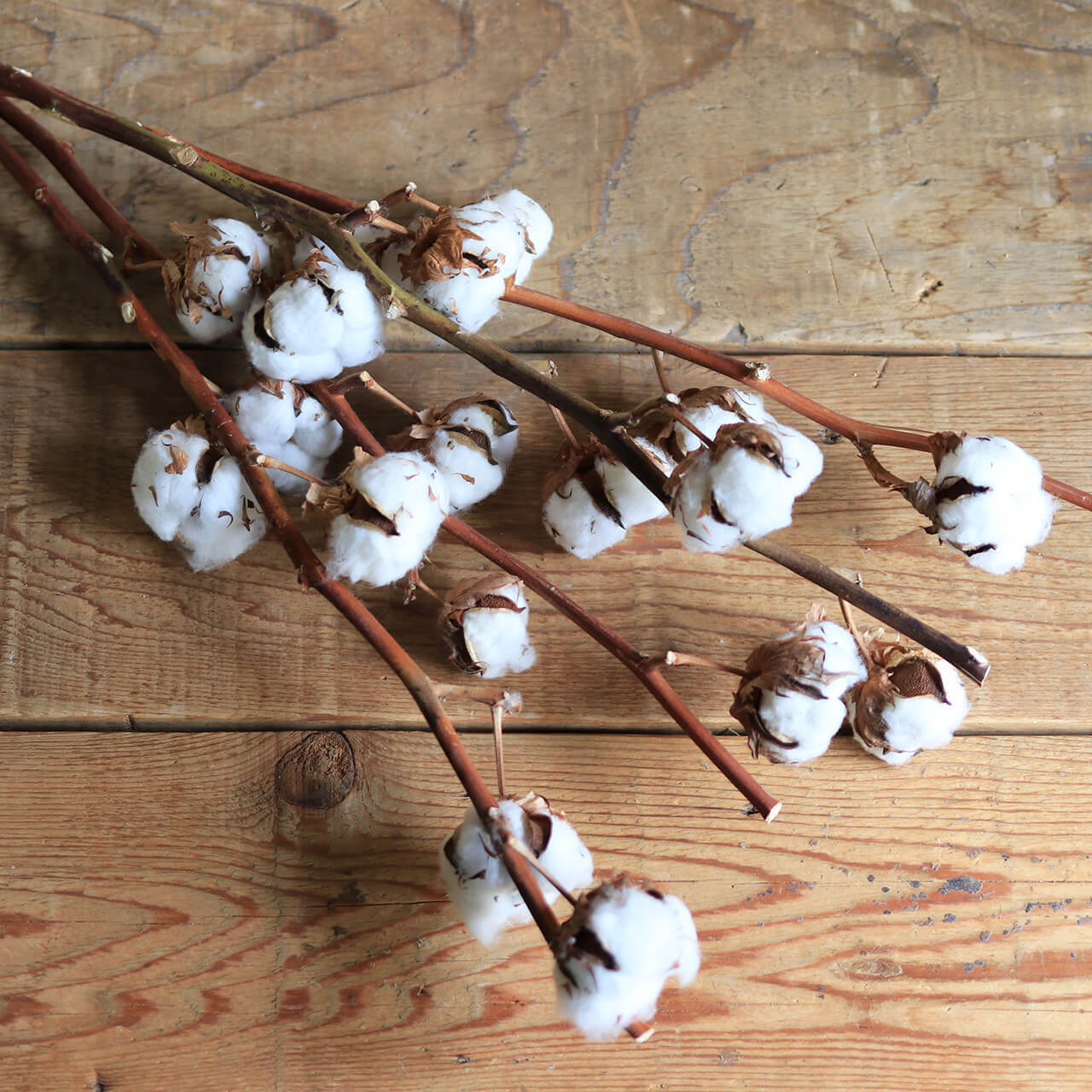 ドライフラワー】 綿の実枝つき ホワイト / コットンフラワー リース 