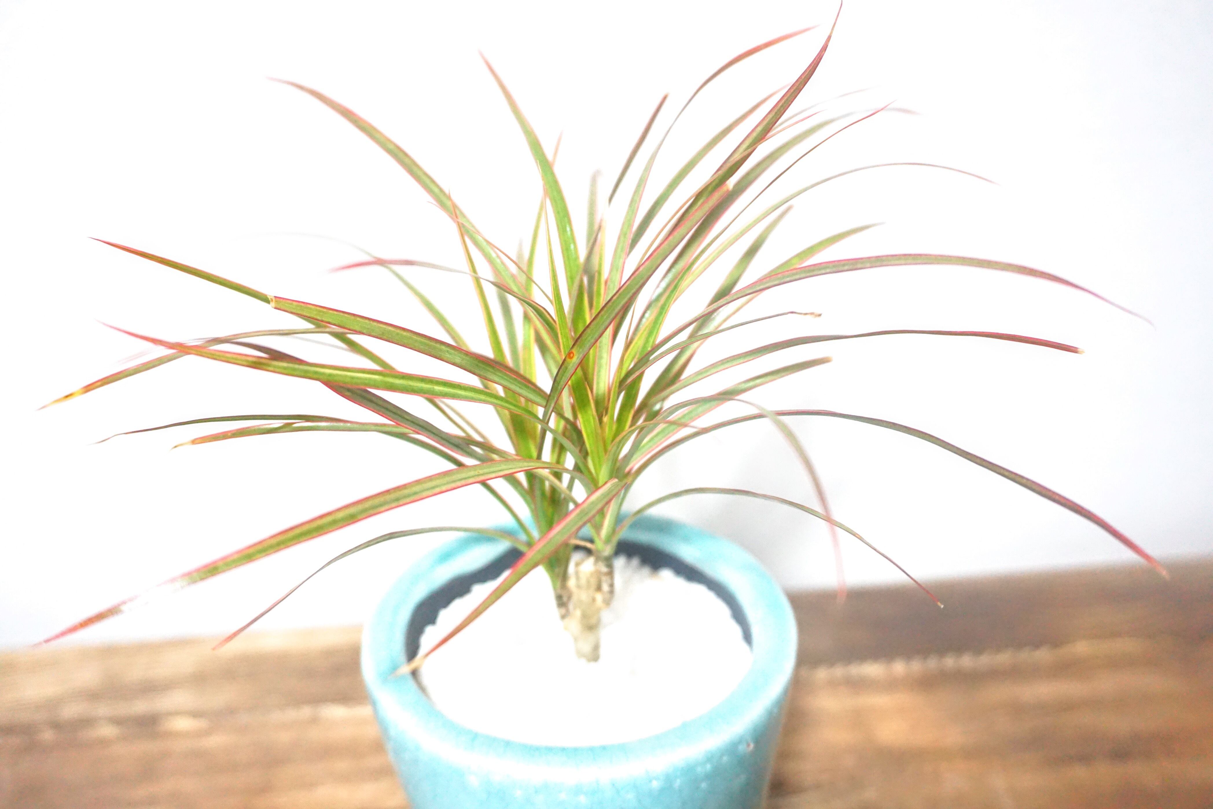 ドラセナ レインボー 観葉植物 Plants Link