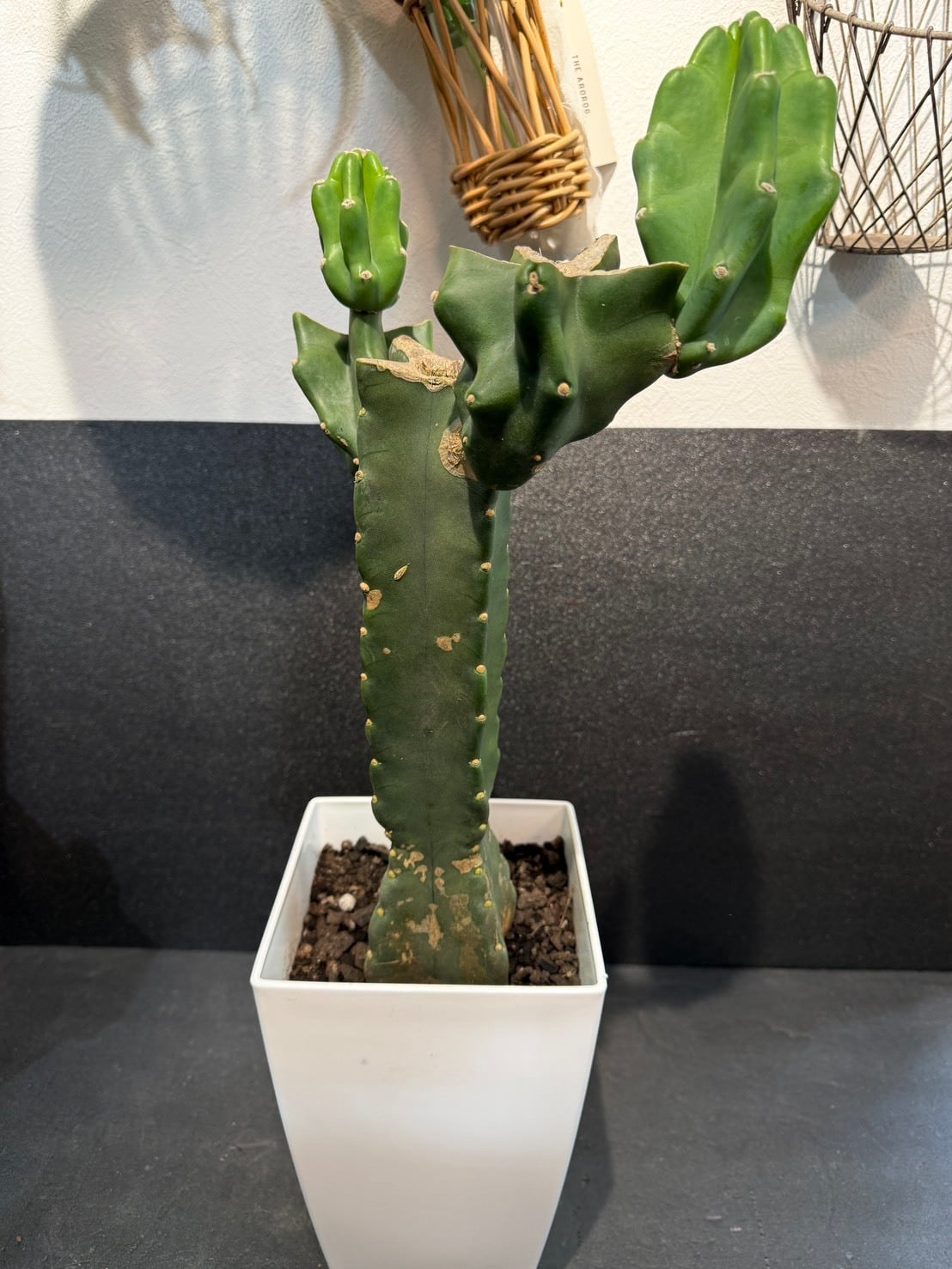 柱サボテン・ブランチ 7号 | 観葉植物と雑貨のお店 VIVAGREEN