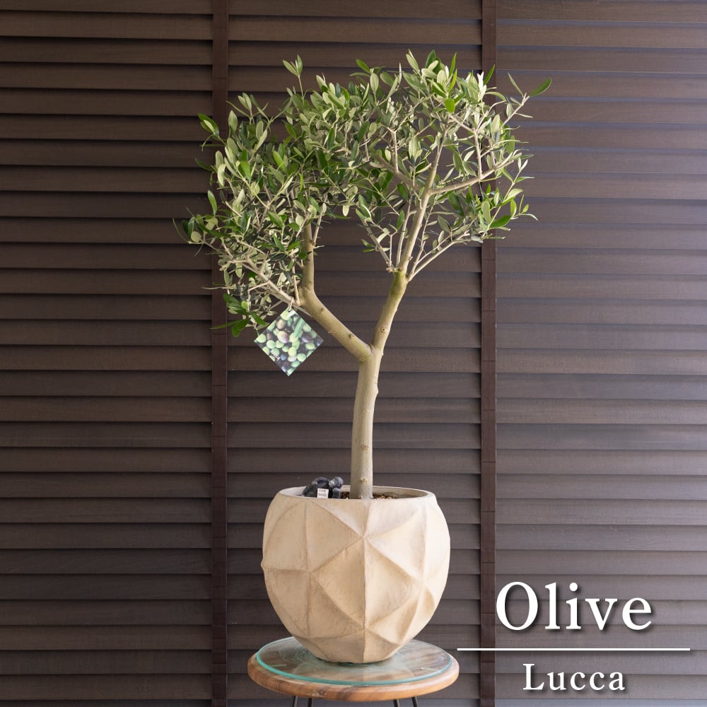 創樹 Olive オリーブの木 ルッカ SOUJU Lucca オリーブ 9号 陶器鉢 0601BE