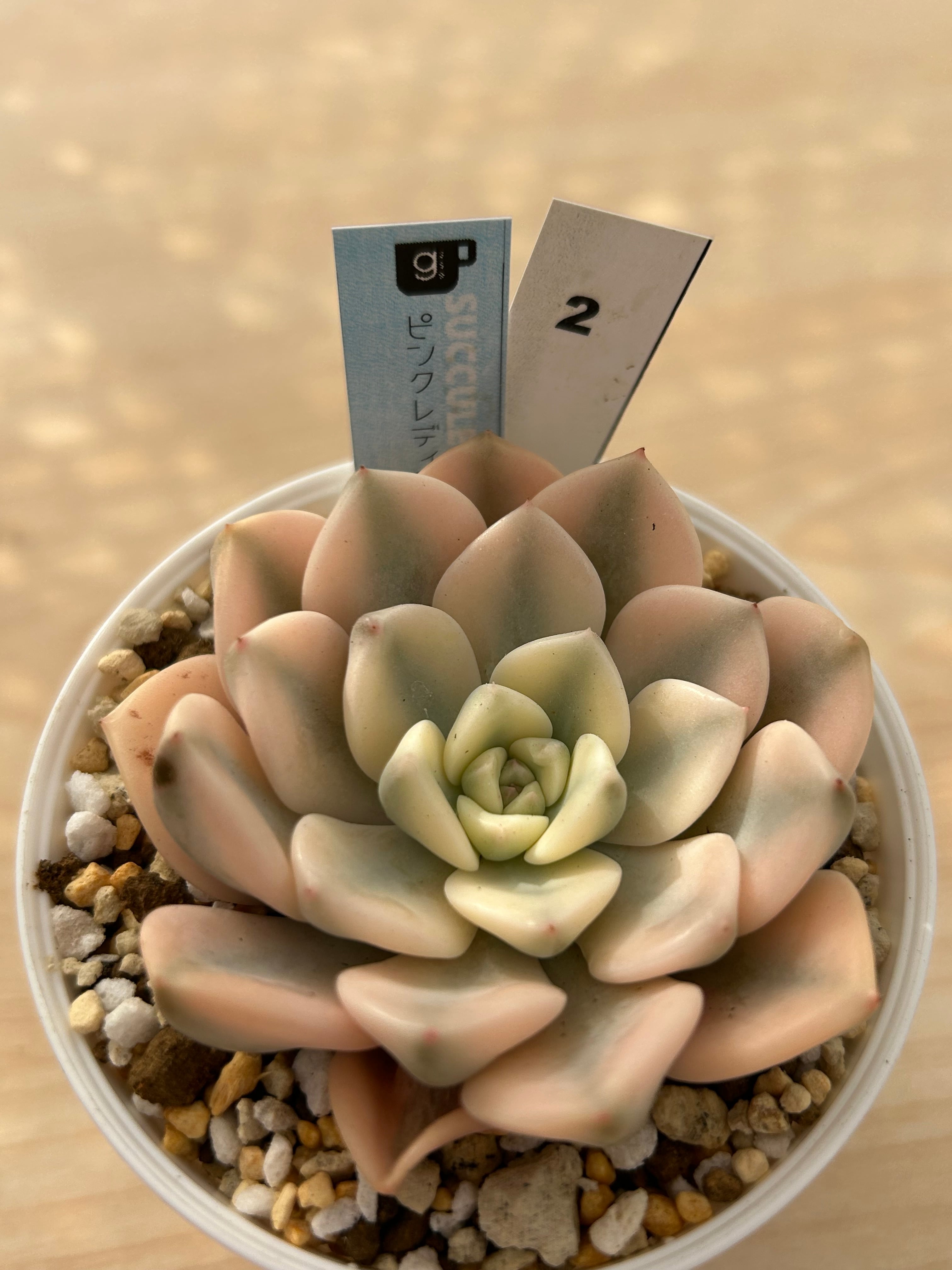 輸入苗 ☆ピンクレディ錦 No.2