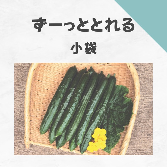 ずーっととれる　キュウリ種子・小袋